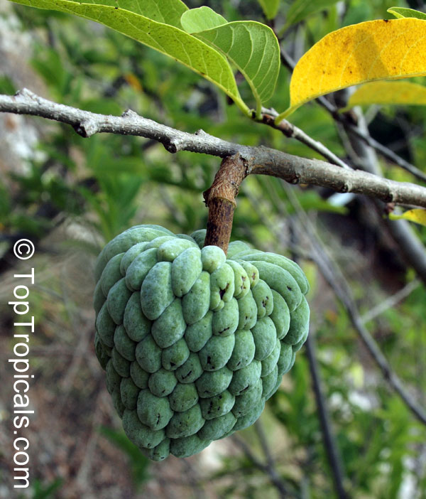 Annona squamosa - Thai-Lessard, Green Sugar Apple, 7 gal pot