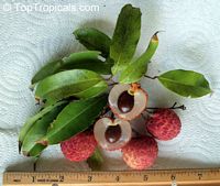 Litchi chinensis, Nephelium litchi, Lychee, Lichee. Litchi No Mai Chee