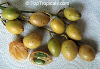 Clausena lansium, Clausena punctata, Cookia wampi, Quinaria lansium, Wampee, Wampi

Click to see full-size image