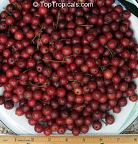 Muntingia calabura, Strawberry tree, Jam tree, Jamaican / Singapore / Panama cherry, Cotton Candy Berry, Calabura, Manzanil

Click to see full-size image