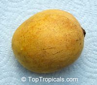 Mango tree Baptiste, Grafted (Mangifera indica)

Click to see full-size image