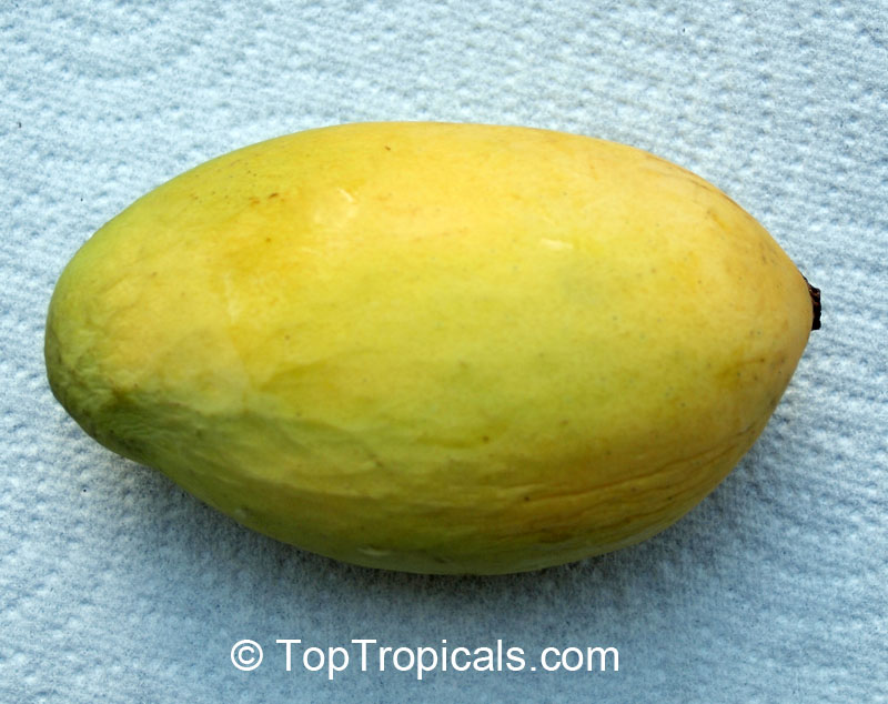 Mango tree Edgar, Large size, Grafted (Mangifera indica)