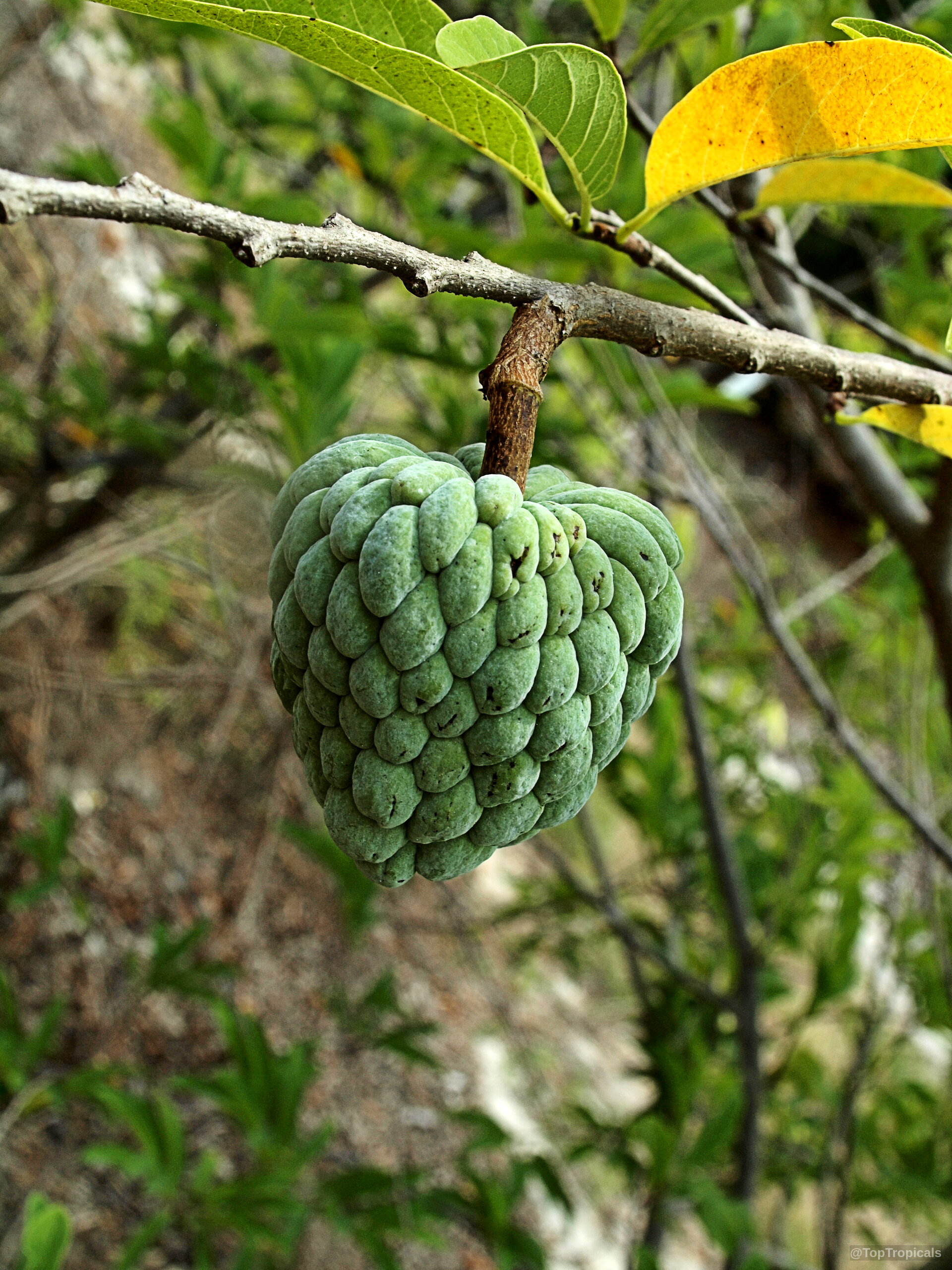 Annona squamosa (Sugar Apple) green textured fruit hanging from a thin woody tree branch Annona squamosa (Sugar Apple) green fruit close up hanging from branch near yellow leaves