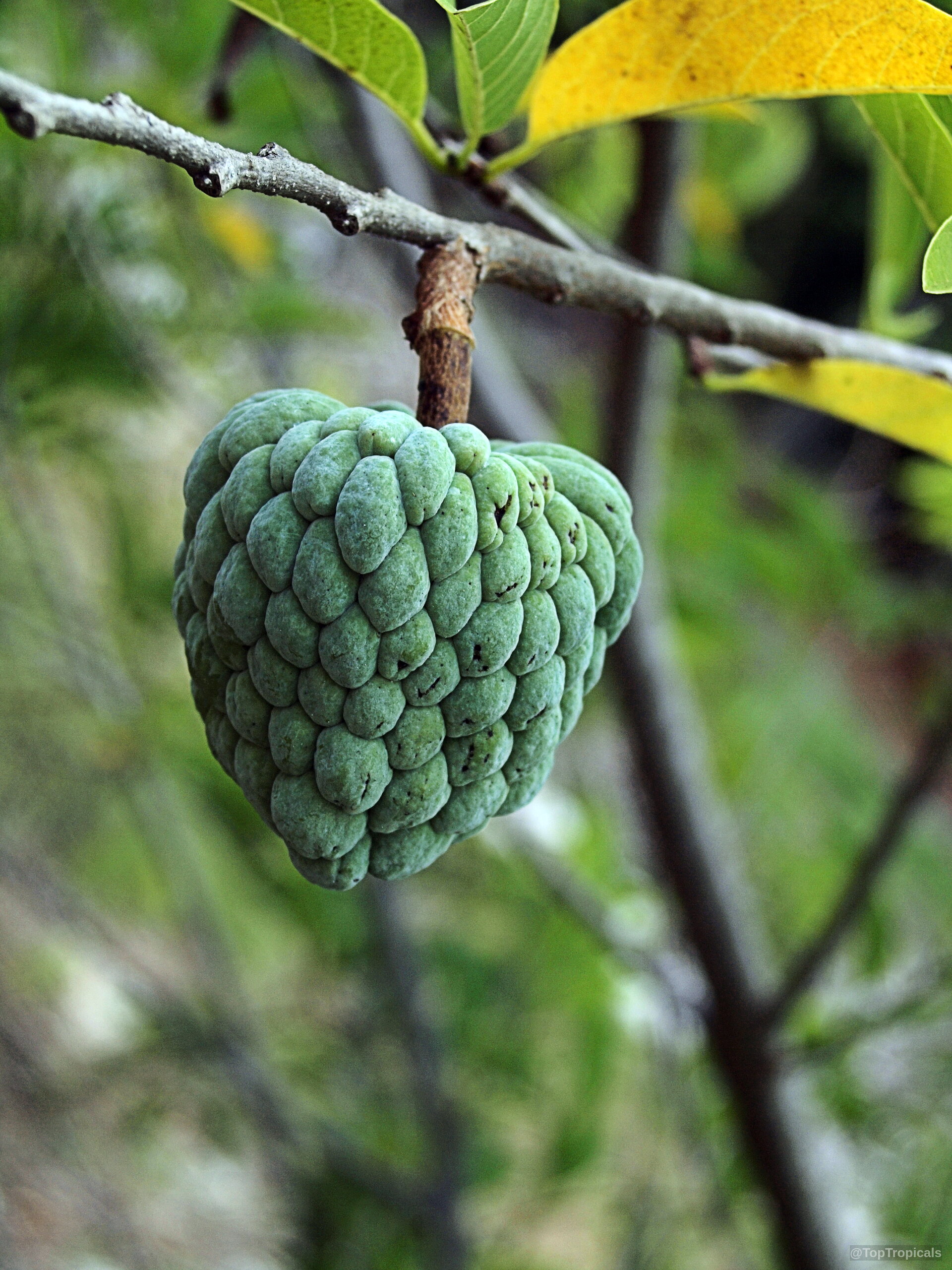 Annona squamosa (Sugar Apple) hanging from a brown wooden branch with segmented green skin Annona squamosa (Sugar Apple) green fruit close up hanging from a wooden branch