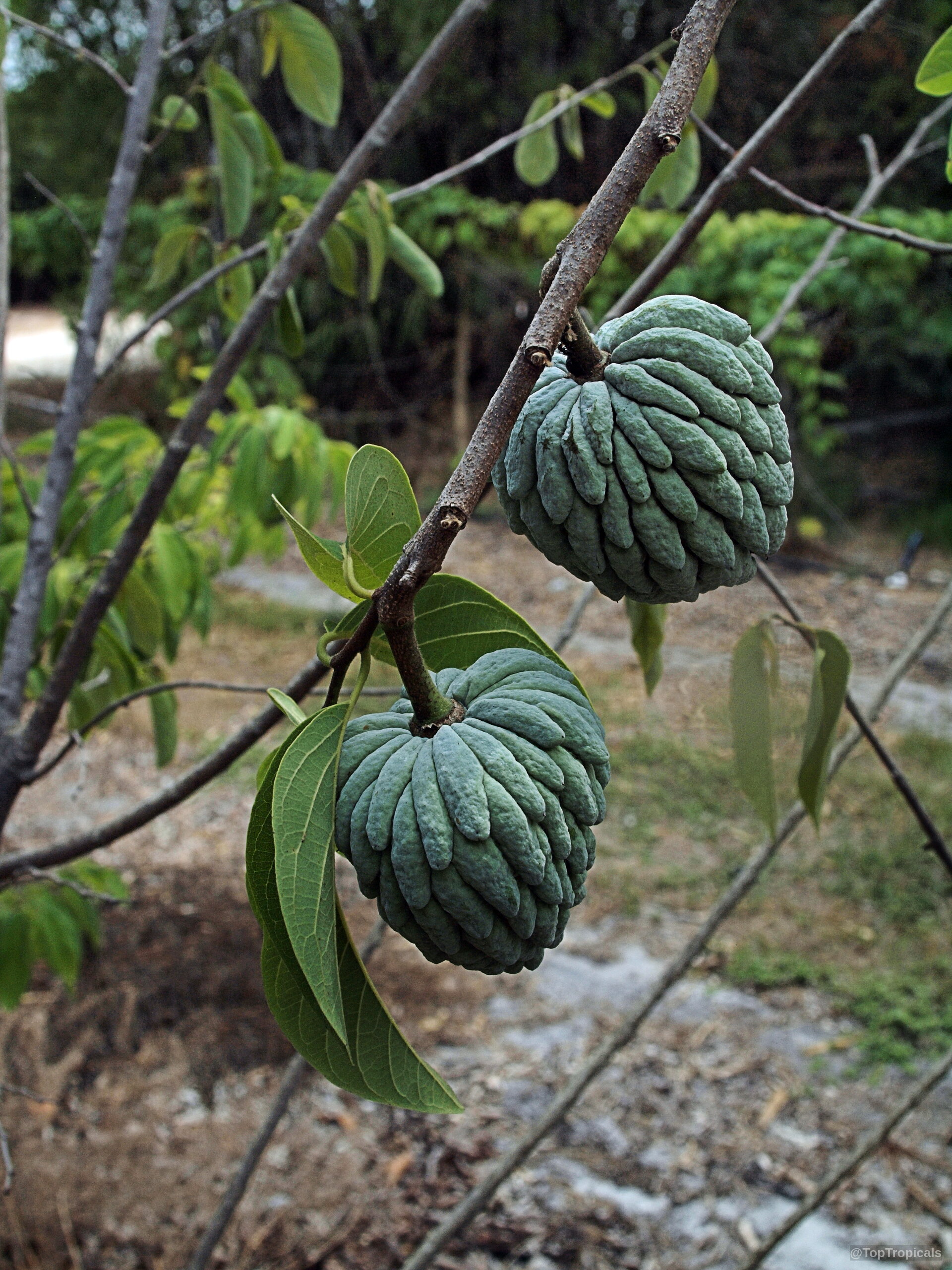 Annona squamosa (Sugar Apple) hangs as segmented green fruit on a thin wooden branch. Annona squamosa (Sugar Apple) green fruit hanging from a wooden branch close up.