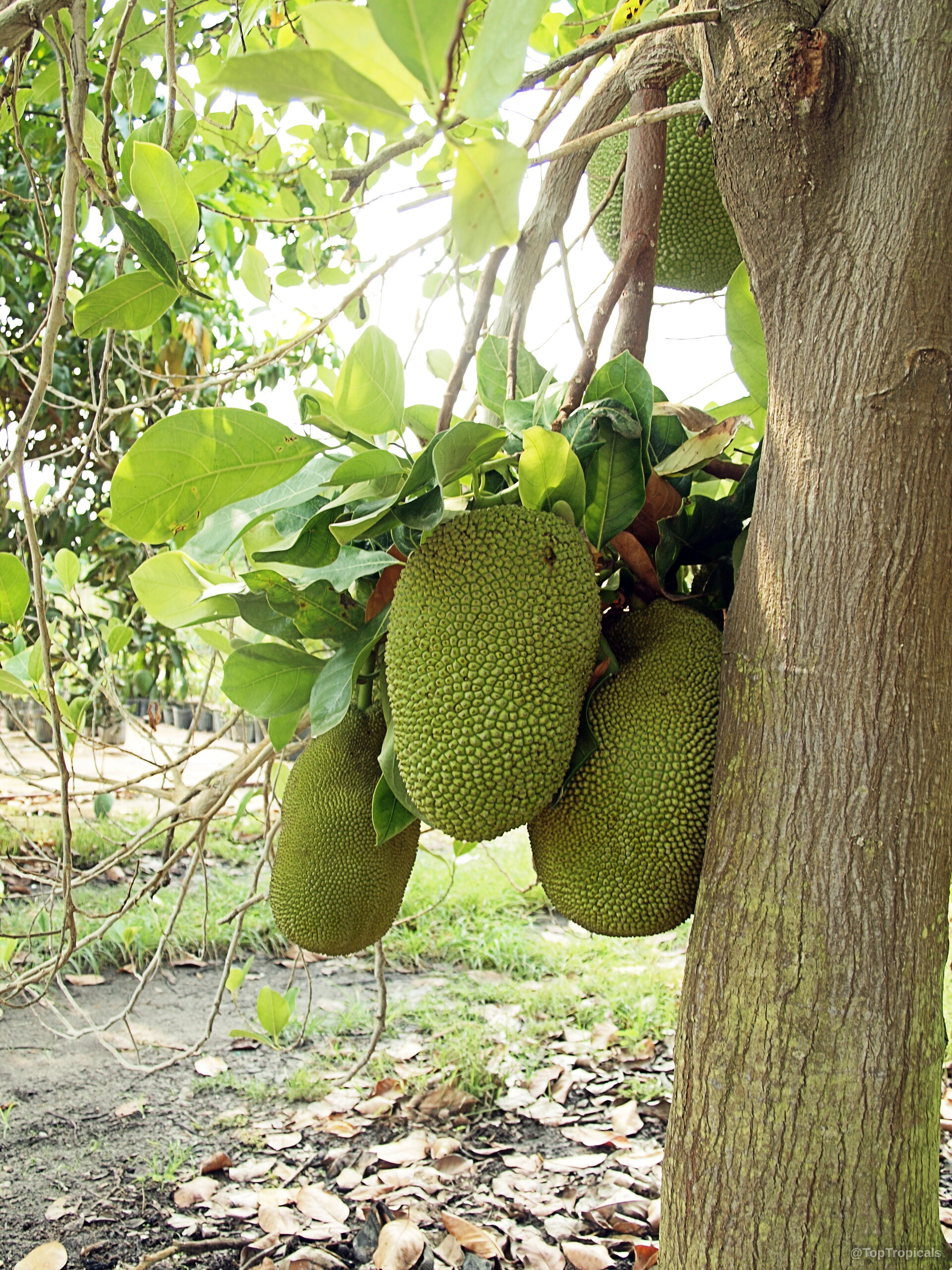 Artocarpus heterophyllus (Jackfruit) heavy bumpy green fruits growing directly on the thick tree trunk. Artocarpus heterophyllus (Jackfruit) heavy green bumpy fruit hanging from a sturdy tree branch.
