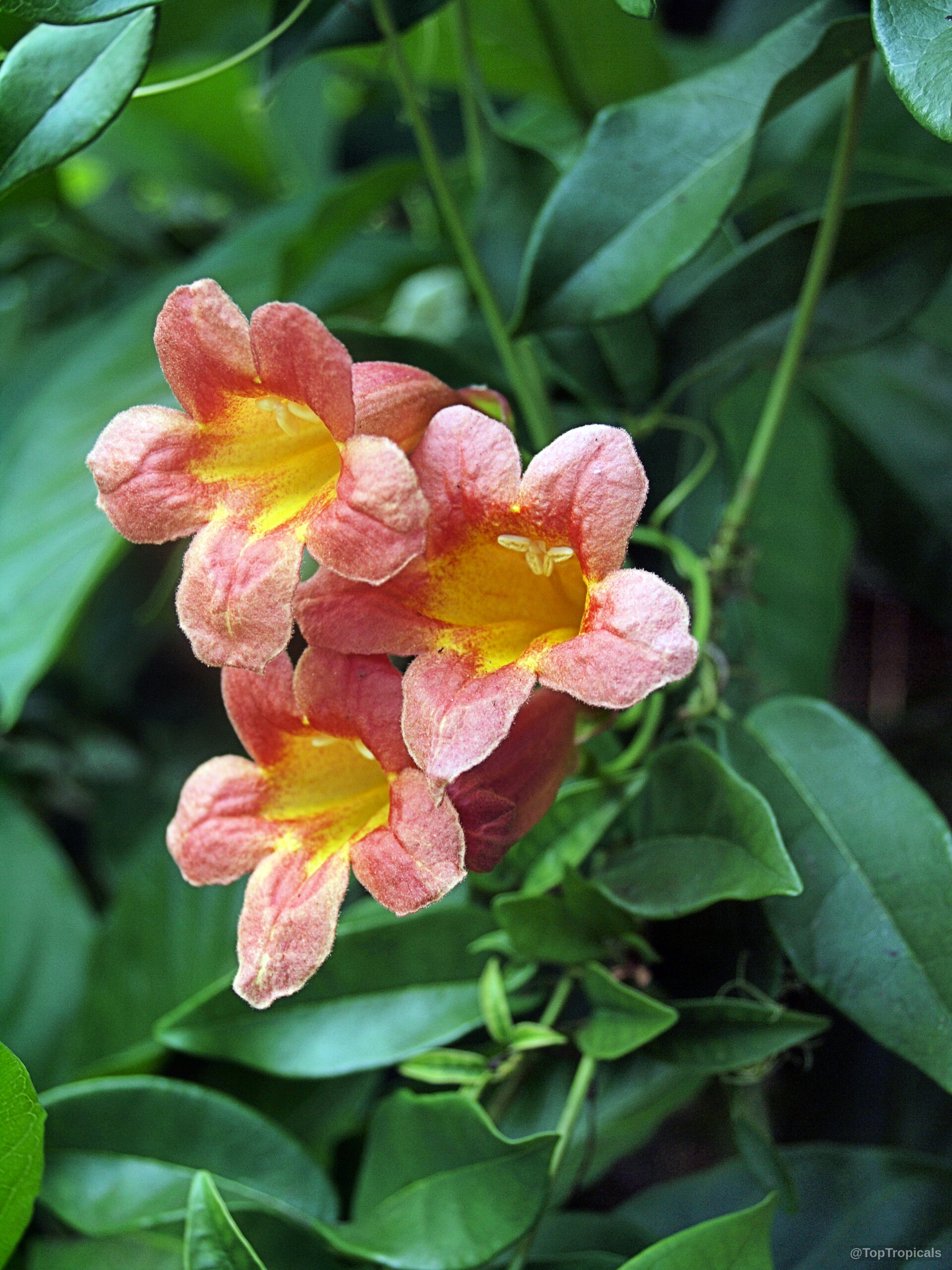 Bignonia capreolata (Crossvine) orange trumpet flower nestled between several thick green pointed glossy vine leaves Bignonia capreolata (Crossvine) orange flower close up against deep green oval shaped foliage background
