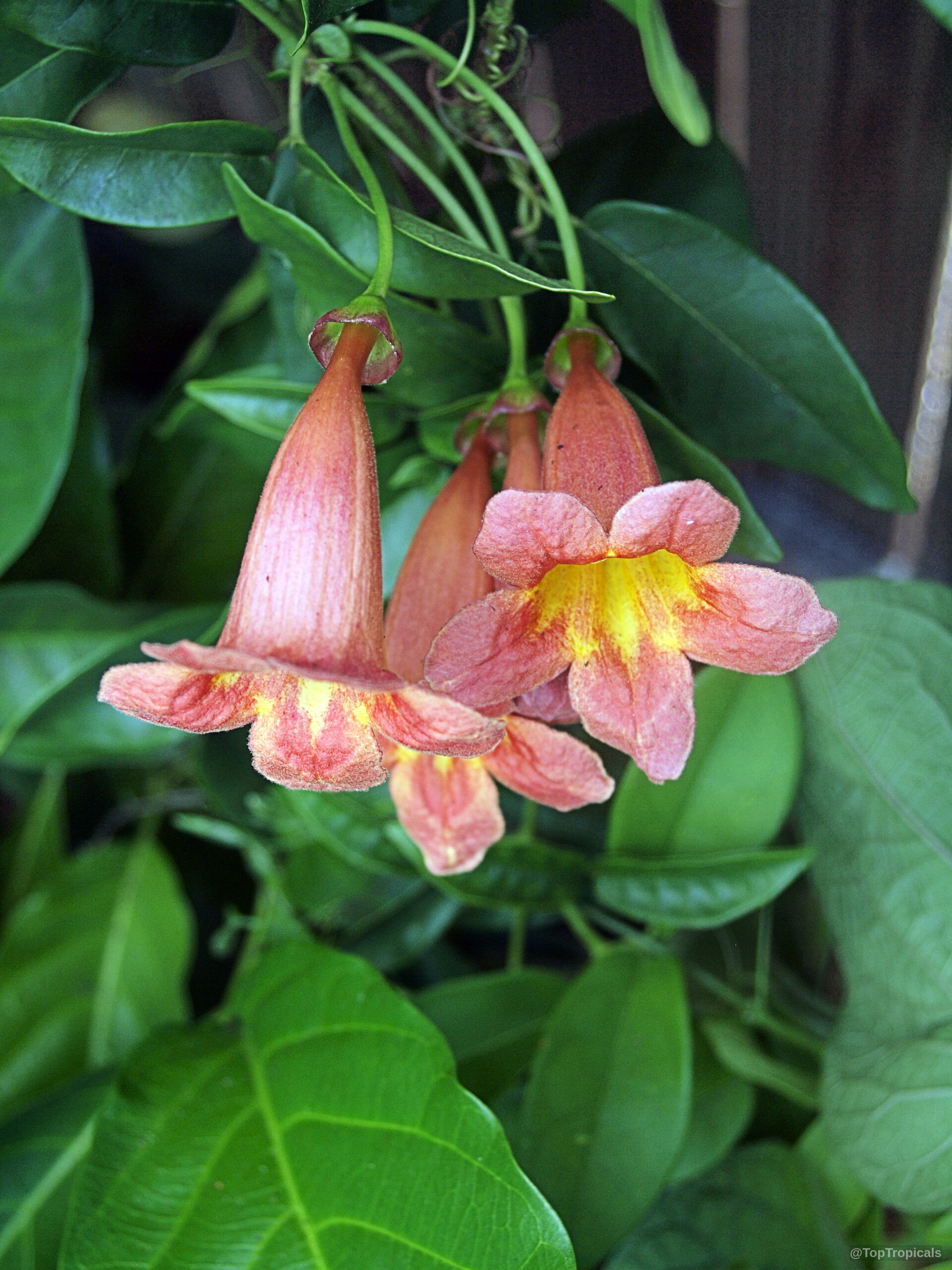 Bignonia capreolata (Crossvine) orange trumpet shaped flower with yellow throats amidst deep green foliage. Bignonia capreolata (Crossvine) orange flower close up with green leaves in the background.