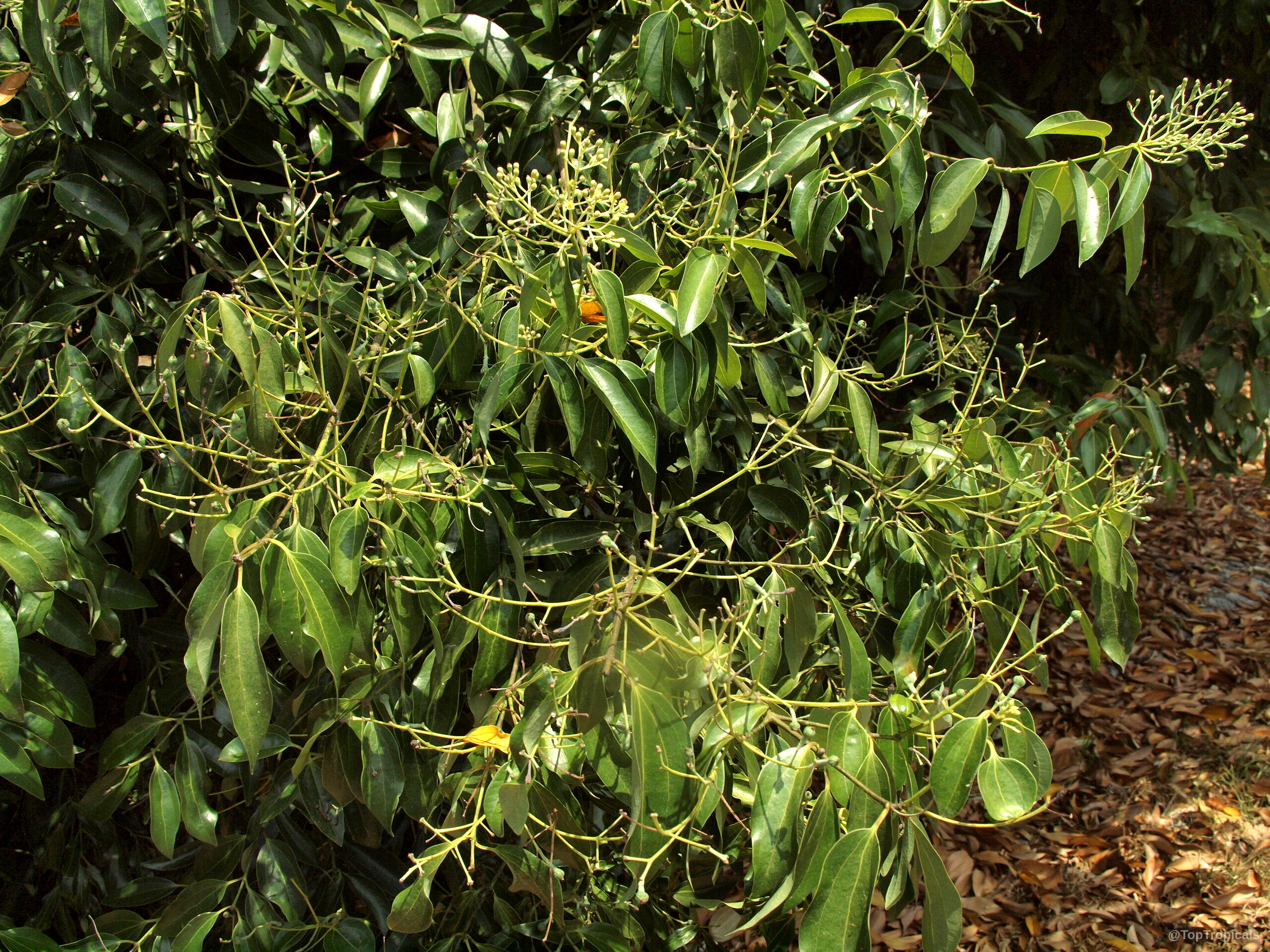 Cinnamomum aromaticum (Cassia cinnamon) leaves with yellow buds spread across many slender wooden branches. Cinnamomum aromaticum (Cassia cinnamon) green leaves with yellow flower buds on a small tree.