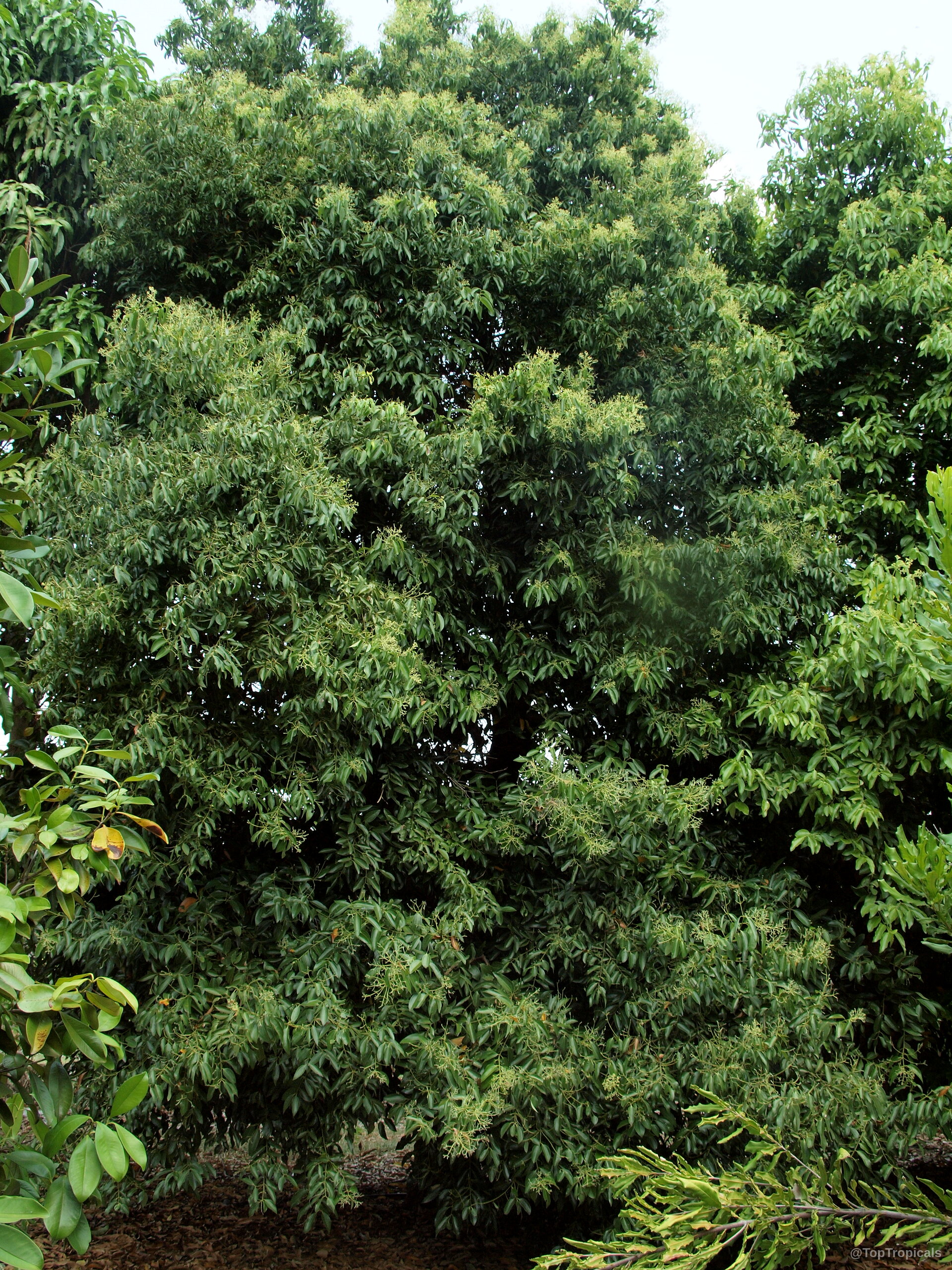 Cinnamomum aromaticum (Cassia cinnamon) tree showing dense foliage with many small yellow flowers Cinnamomum aromaticum (Cassia cinnamon) tree with dense dark green leaves and small yellow flowers