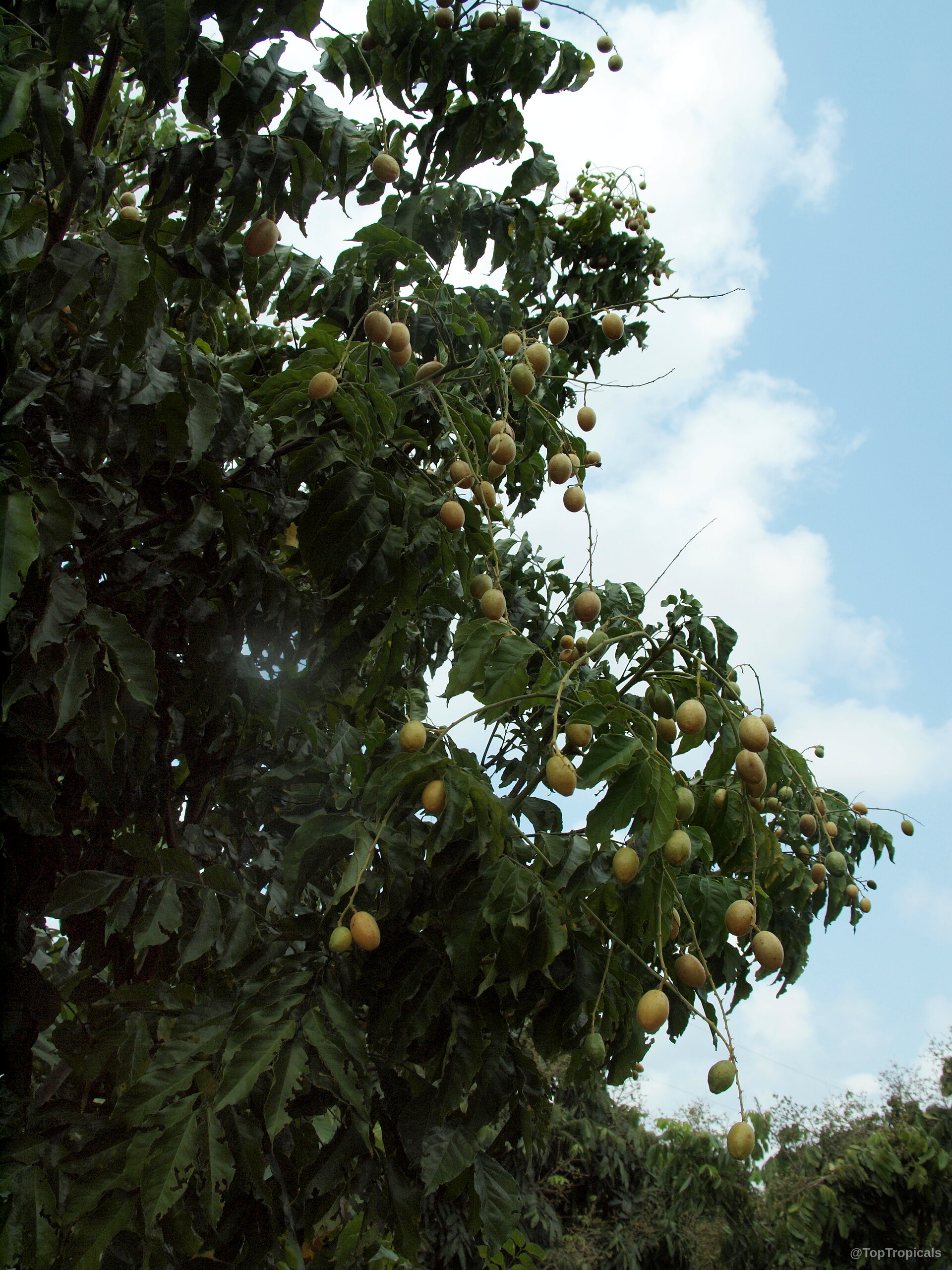 Clausena lansium (Wampee) tree branches laden with clusters of small round yellow fruit and foliage. Clausena lansium (Wampee) tree with small yellow fruit hanging from many dark green leafy branches.