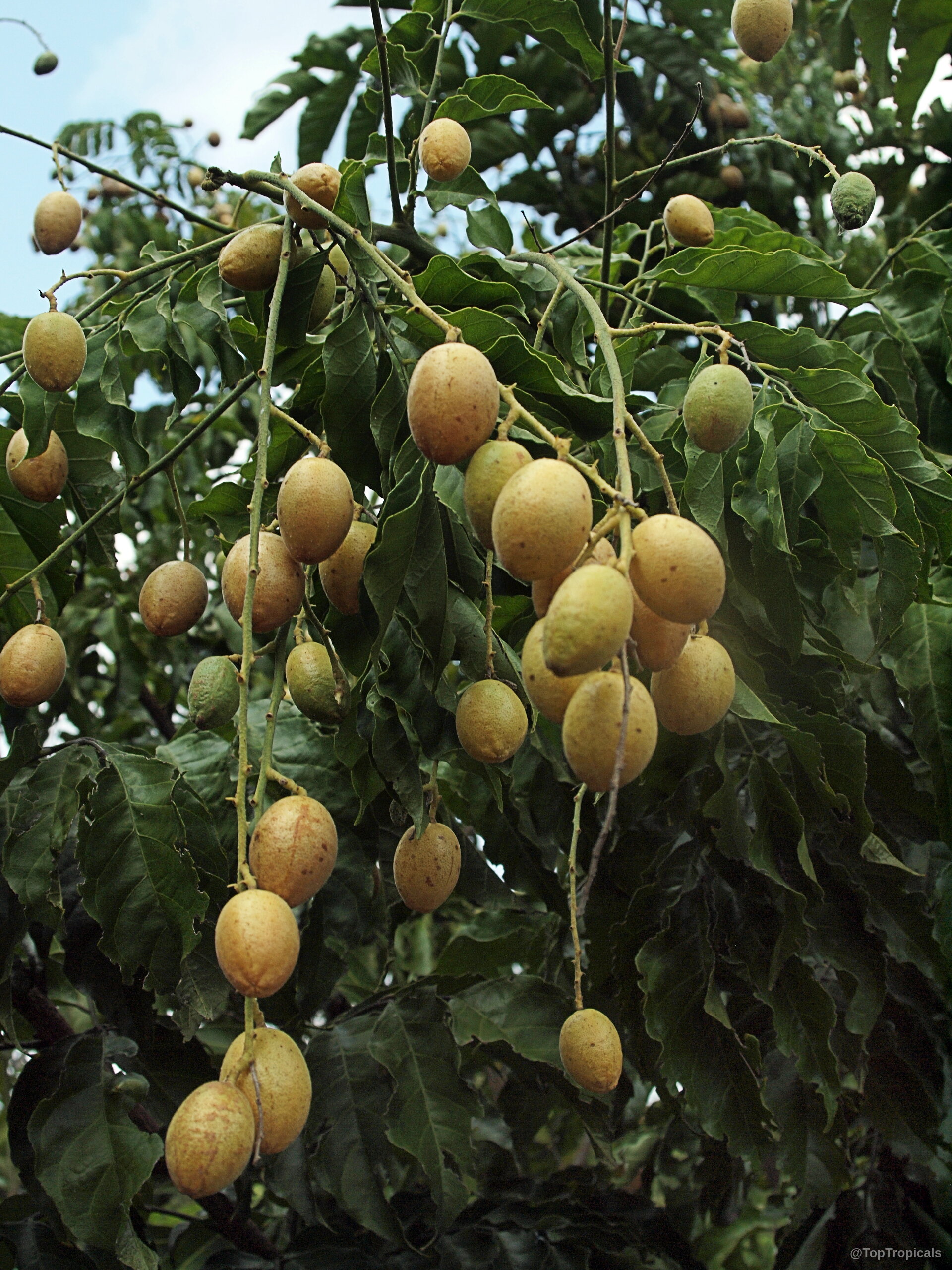 Clausena lansium (Wampee) clusters of yellow oval fruit hanging from leafy green tree branches. Clausena lansium (Wampee) yellow oval fruit hanging on green tree branch close up