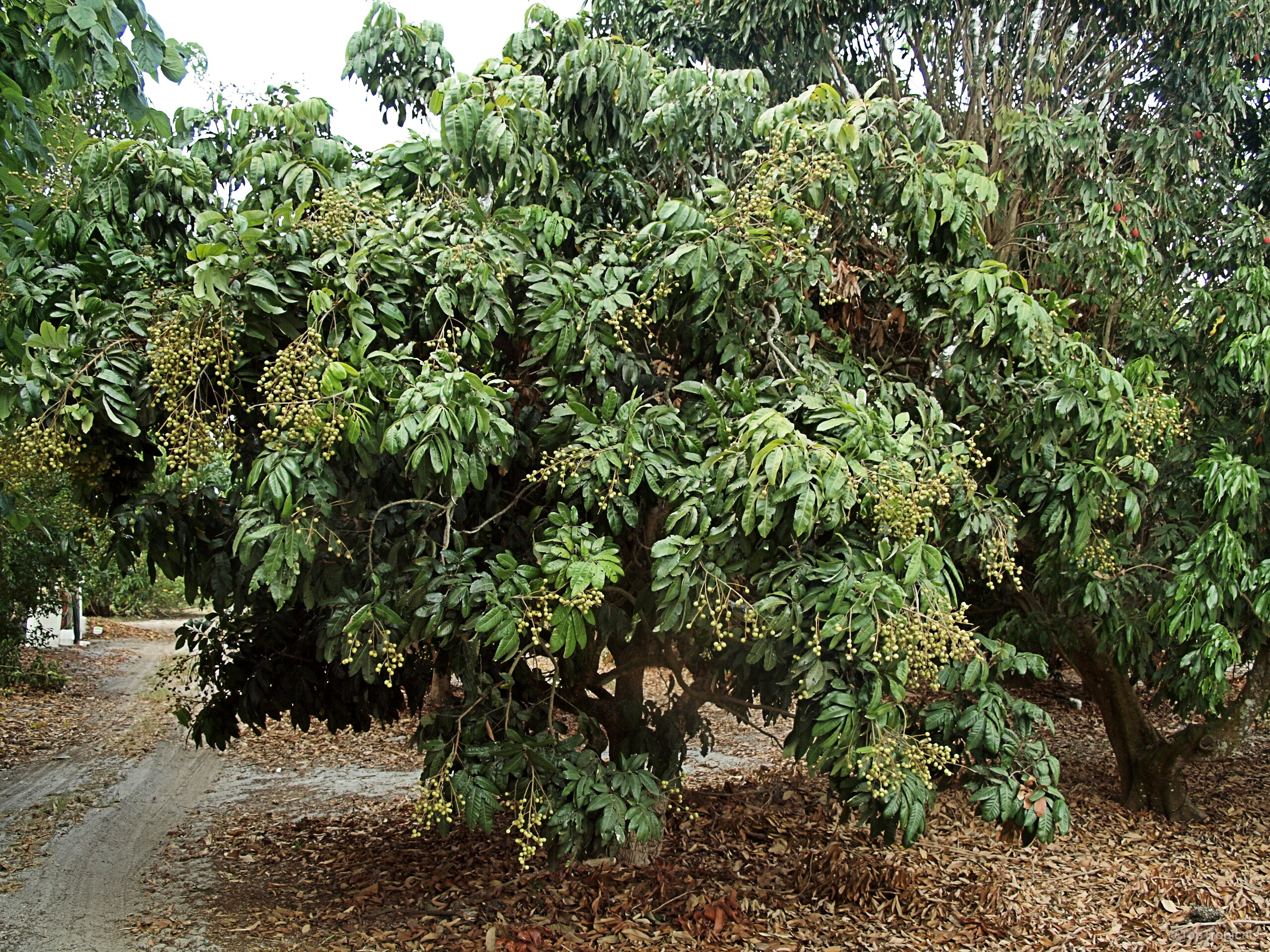 Dimocarpus longan (Longan) tree laden with clusters of small tan fruit among dense green leaves. Dimocarpus longan (Longan) tree with green leaves and small round tan fruit clusters.