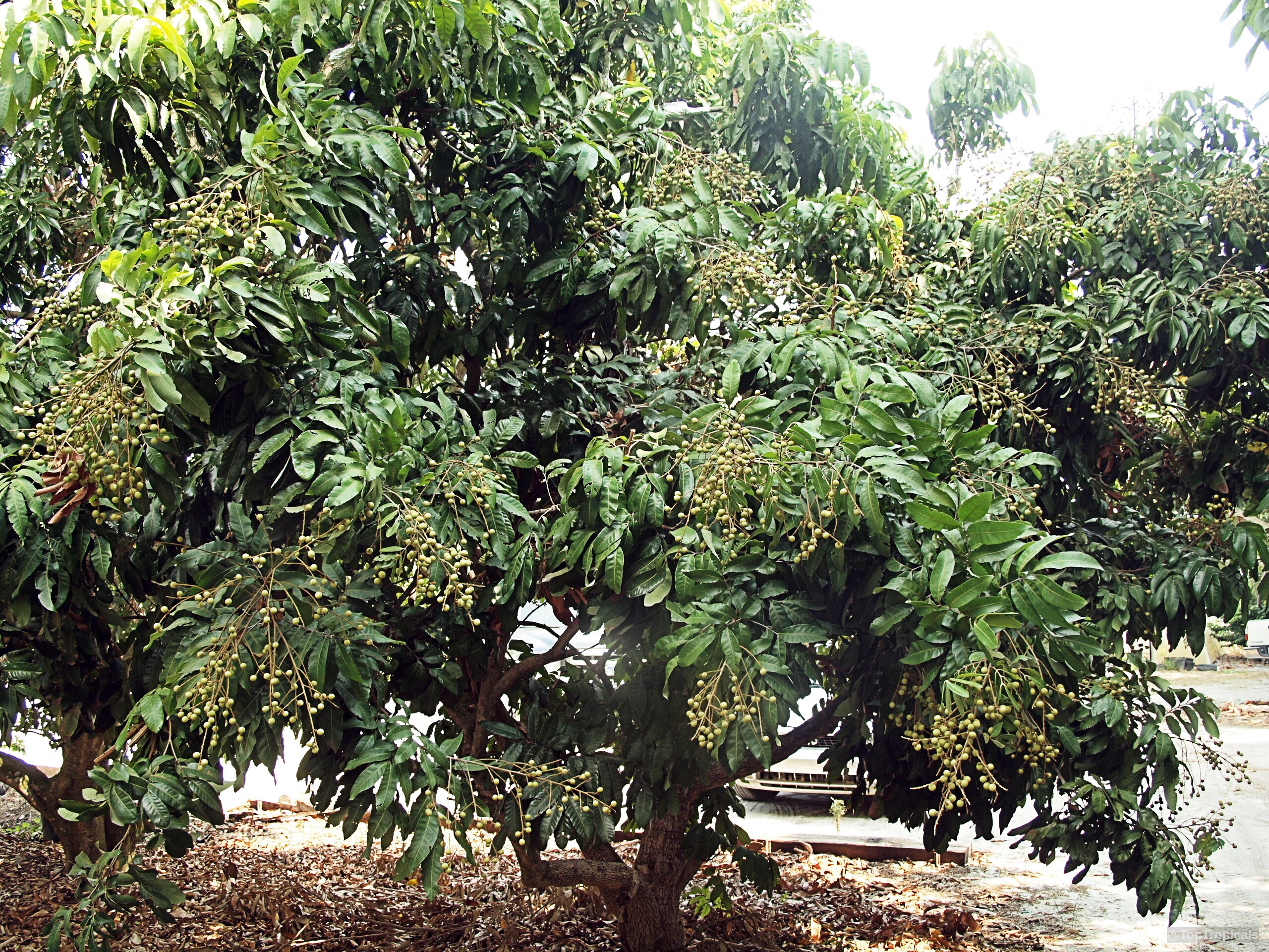 Dimocarpus longan (Longan) tree bearing heavy clusters of small round fruit among thick dark foliage. Dimocarpus longan (Longan) tree with small round brown fruit clusters and dense green leaves.