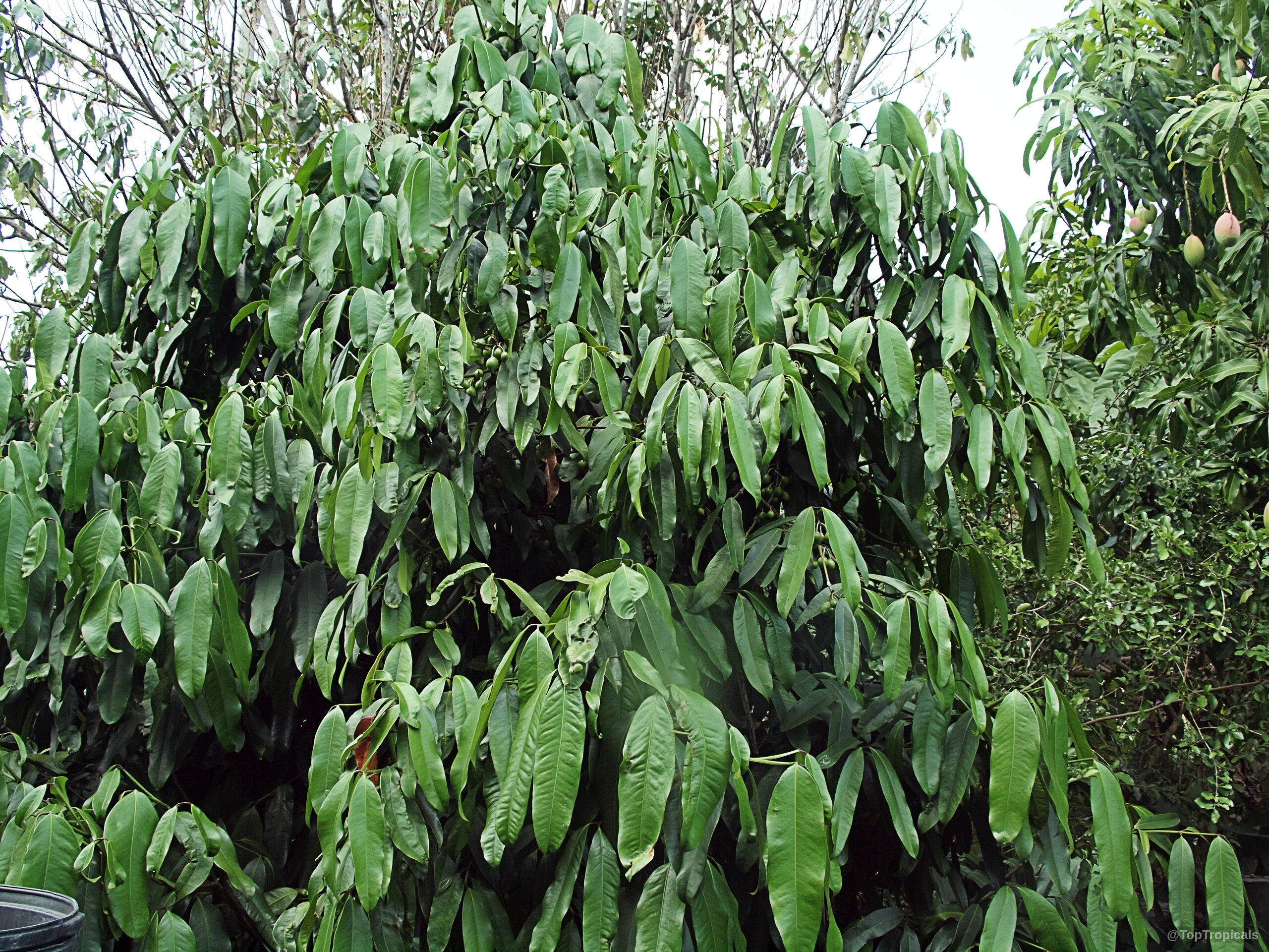 Garcinia xanthochymus (Himalayan Garcinia) tree branches full of narrow green leaves in summer Garcinia xanthochymus (Himalayan Garcinia) dense green leaves on tree with rounded shape