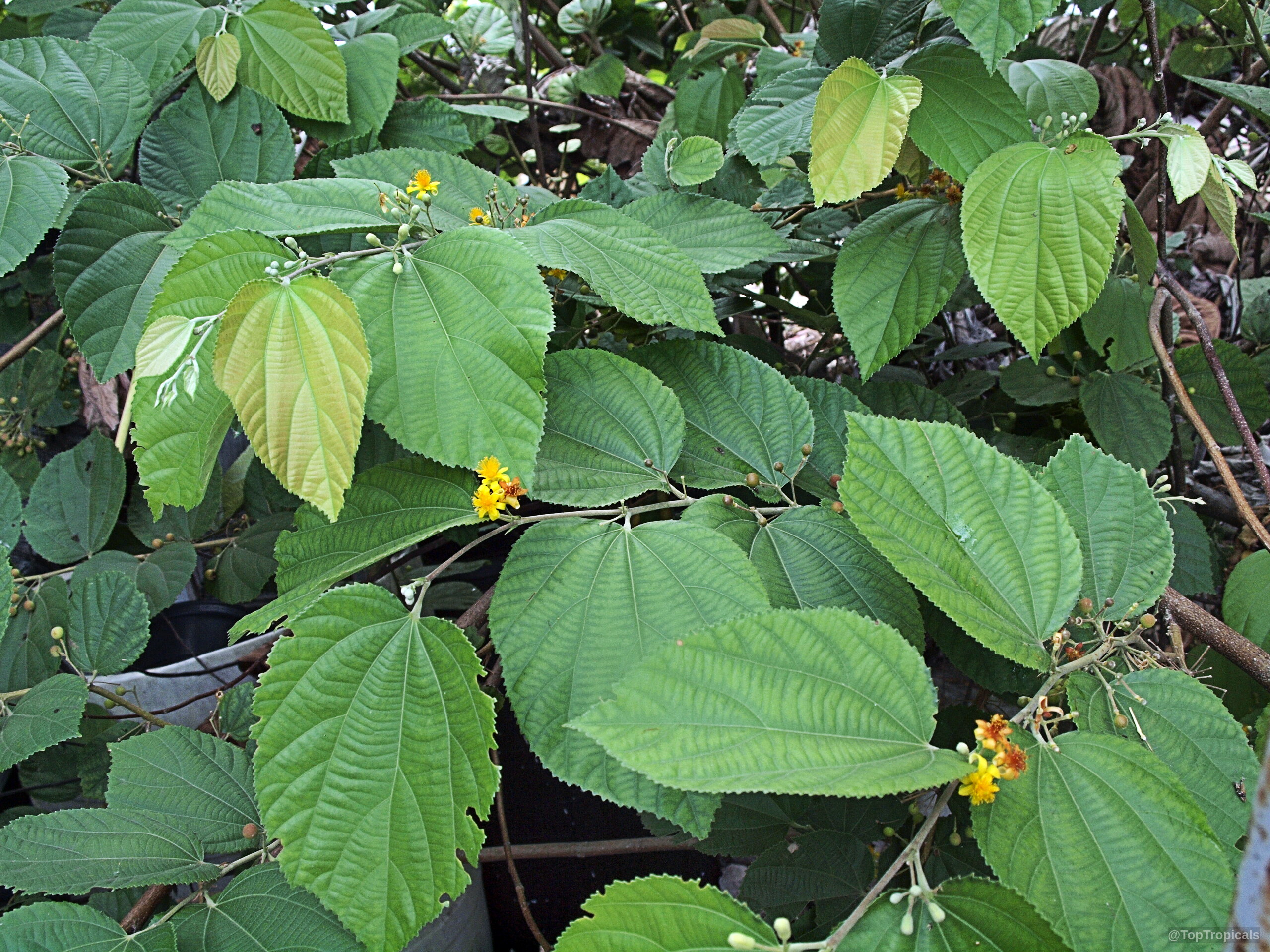 Grewia asiatica (Phalsa) yellow flower and green leaves growing on a slender woody stem Grewia asiatica (Phalsa) yellow flower and green leaves on a plant branch close up