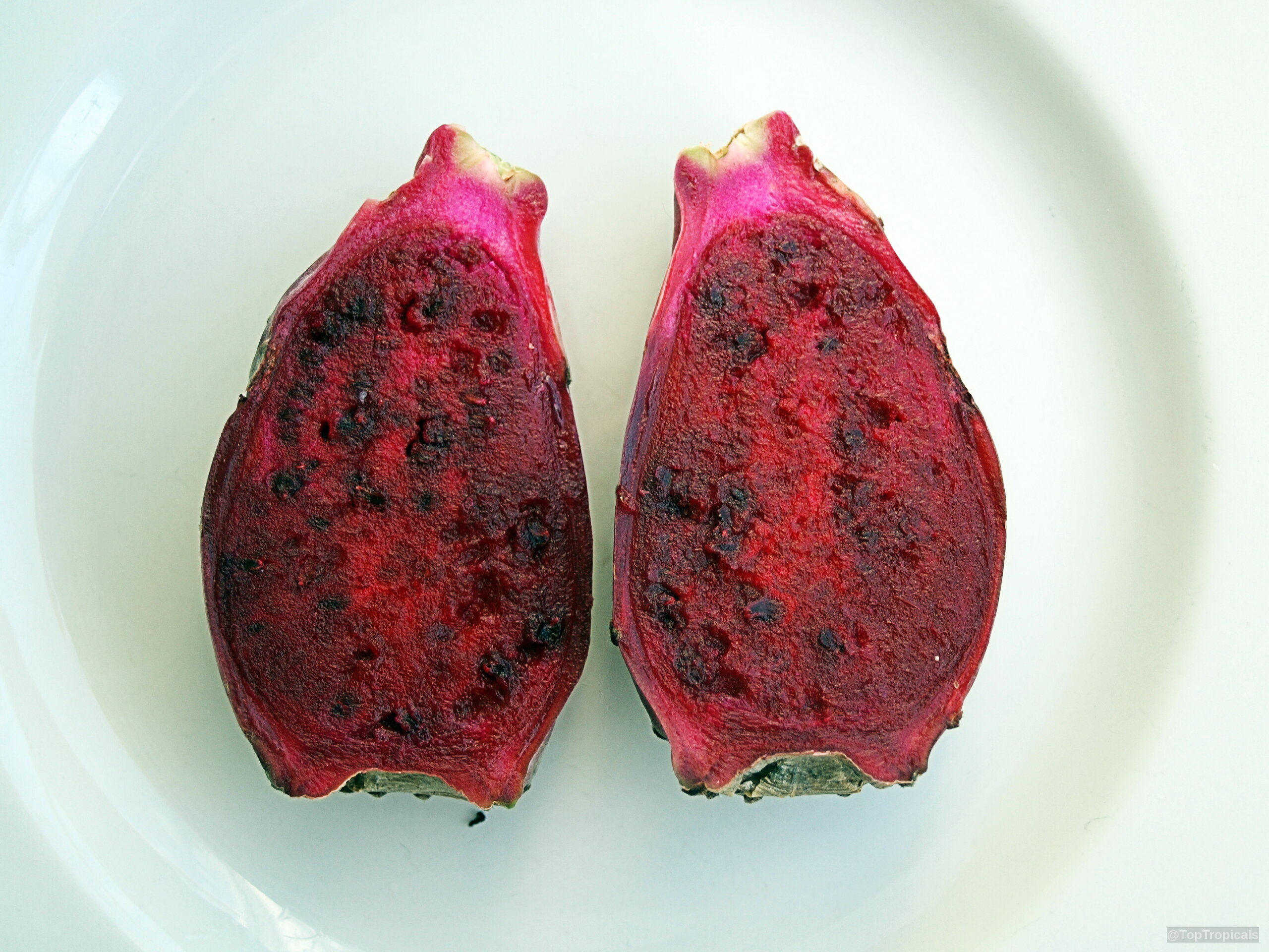 Hylocereus sp. (Pitaya) halves resting on a plate with intense magenta colored flesh. Hylocereus sp. (Pitaya) sliced magenta fruit close up on a plate