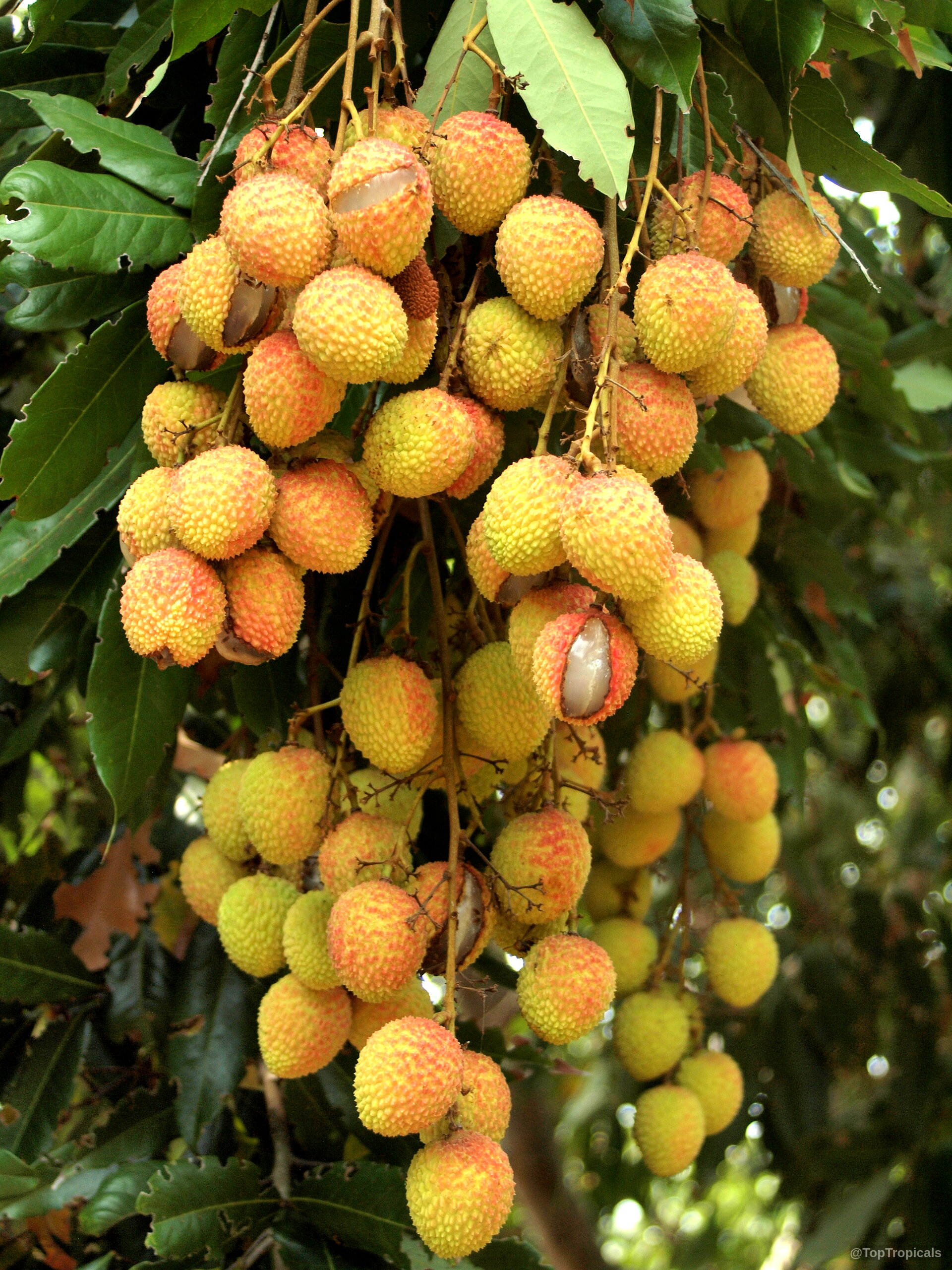 Litchi chinensis (Lychee) fruit cluster with pink textured rinds hanging from leafy tree branches Litchi chinensis (Lychee) pink fruit cluster hanging on tree branch close up