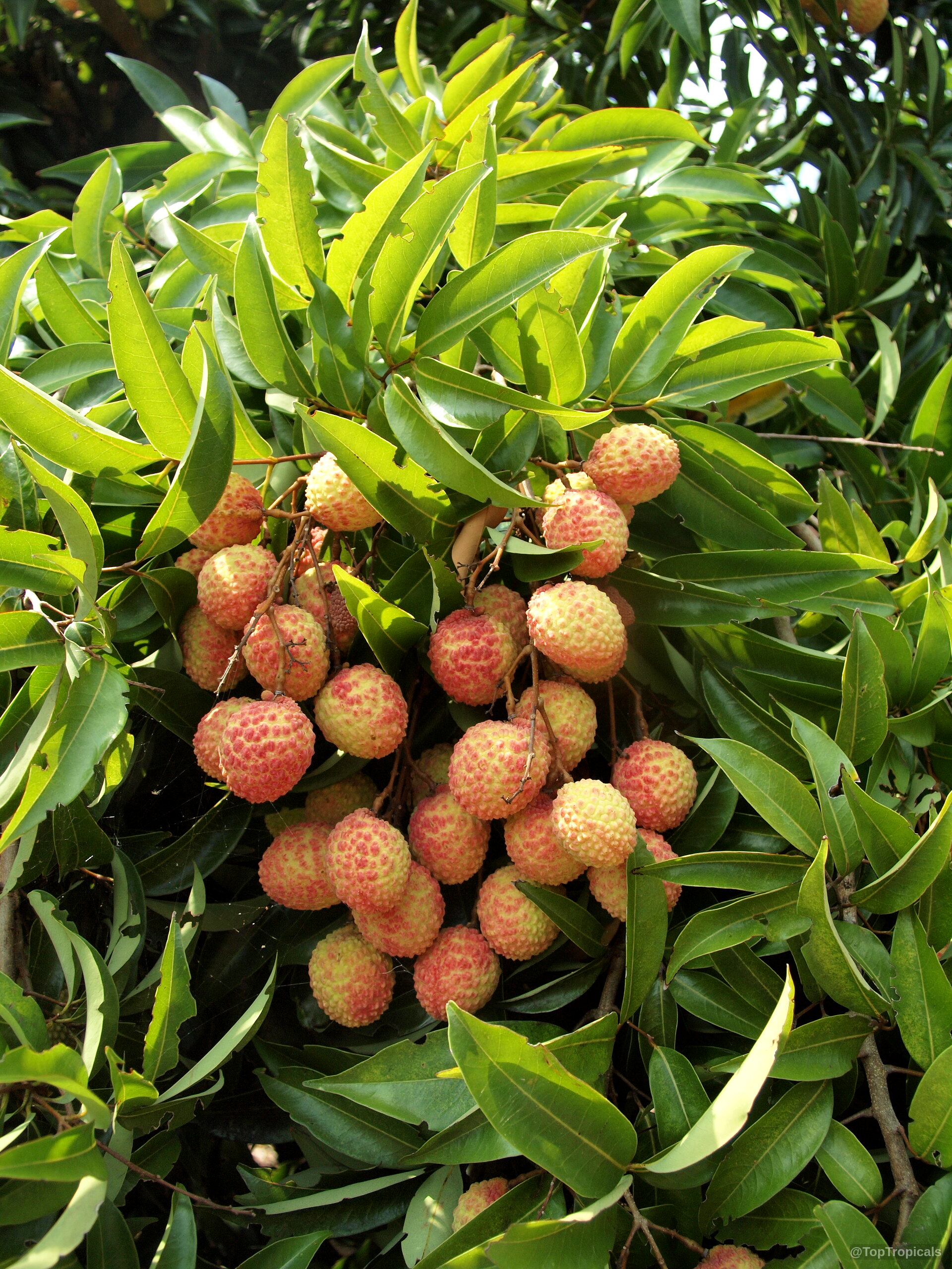 Litchi chinensis (Lychee) fruit clusters hang among dense green foliage on a heavy tree branch. Litchi chinensis (Lychee) red fruit cluster hanging on tree branch with many green leaves