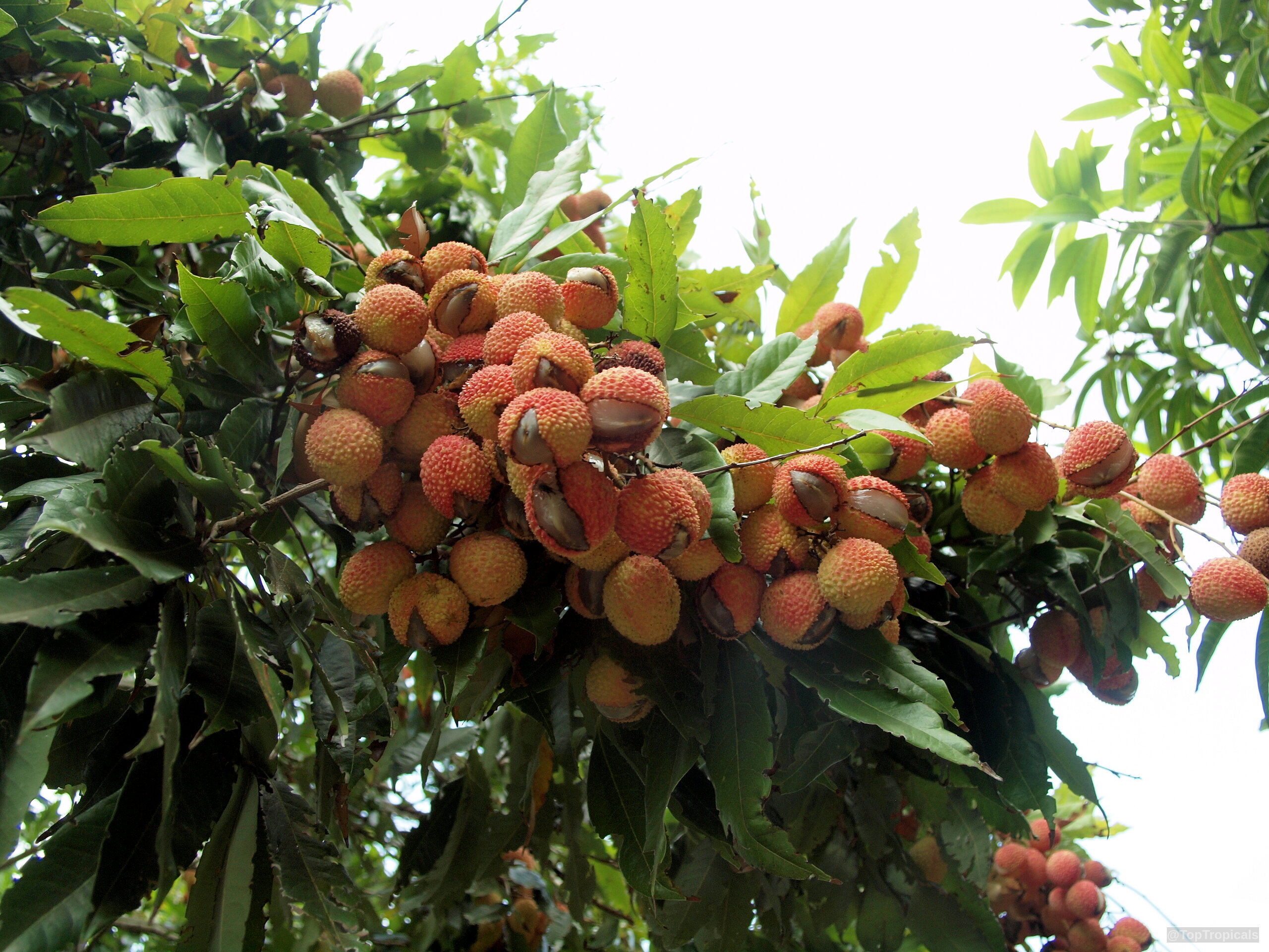 Litchi chinensis (Lychee) clusters of textured red skin fruit hanging on a leafy branch. Litchi chinensis (Lychee) red textured fruit hanging on branch in close up