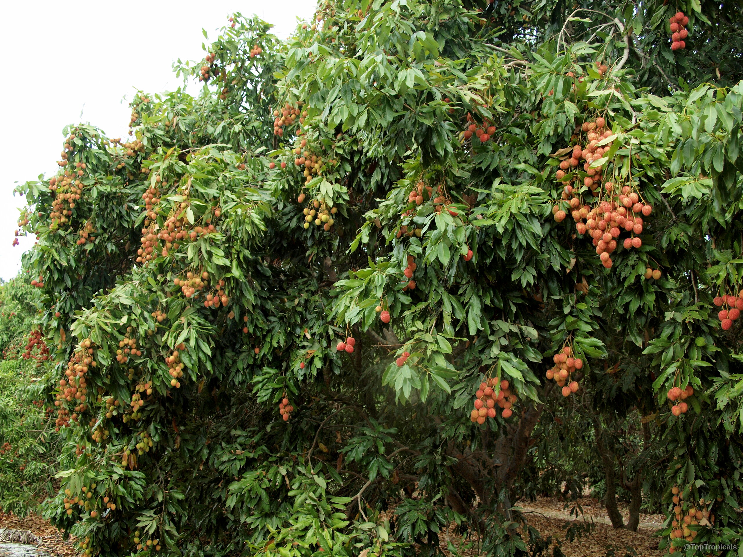 Litchi chinensis (Lychee) tree laden with numerous ripe red fruit bunches ready for harvest. Litchi chinensis (Lychee) tree with abundant red fruit clusters among dense green glossy foliage.
