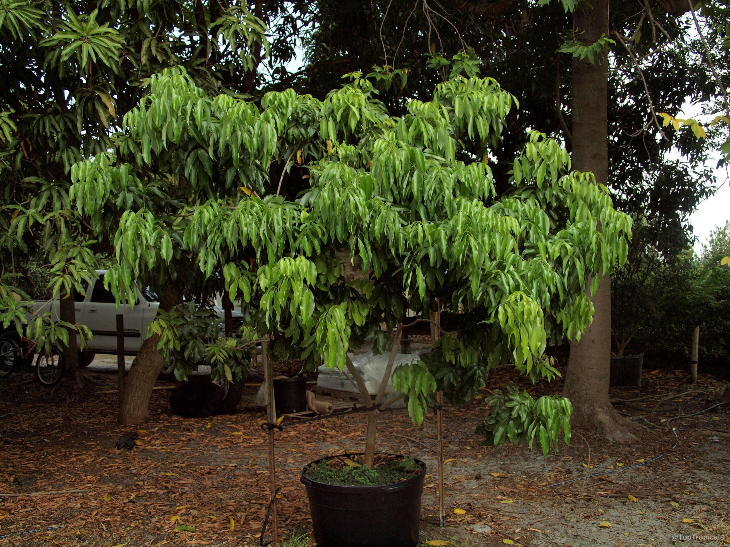 Litchi chinensis (Lychee) tree with dense green foliage planted in a large black plastic container. Litchi chinensis (Lychee) tree with dense green foliage in a large black plastic container.
