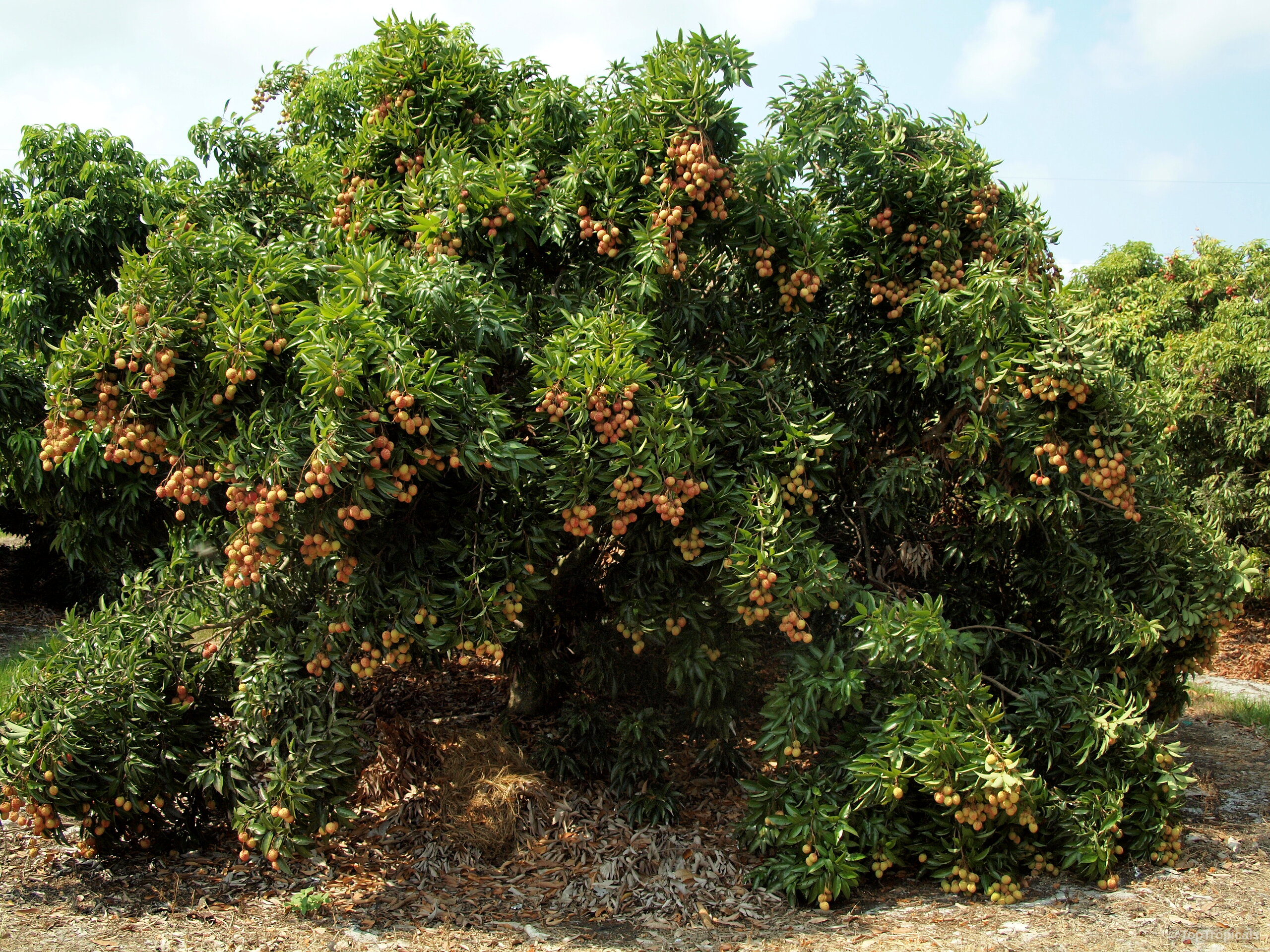 Litchi chinensis (Lychee) tree loaded with pink fruit hanging from dense green leafy branches. Litchi chinensis (Lychee) tree with many pink fruit hanging from thick green leafy branches.