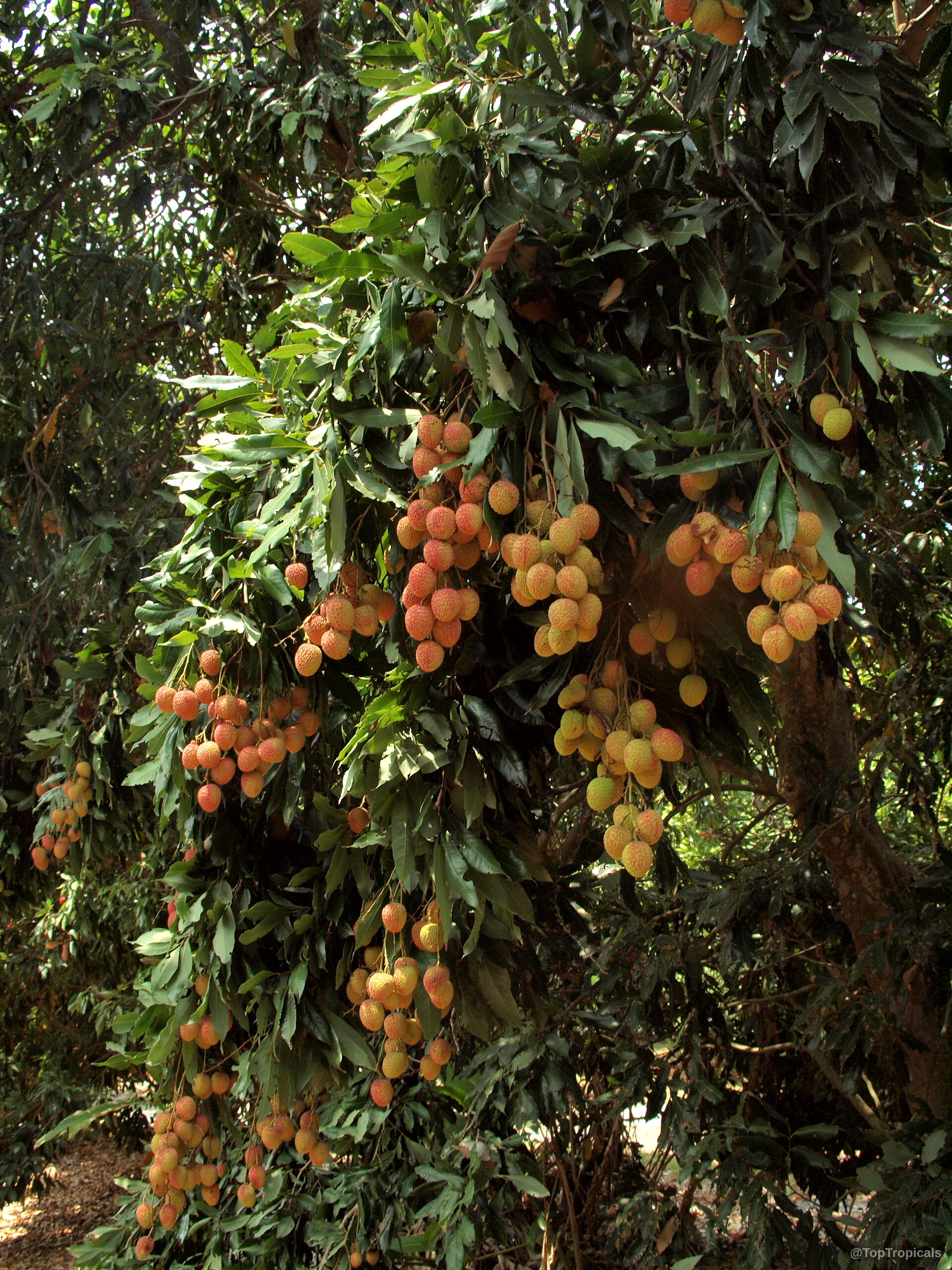 Litchi chinensis (Lychee) clusters of round red fruit dangling from dense dark green canopy of branches. Litchi chinensis (Lychee) tree with many ripe red fruit hanging from thick green leafy branches.