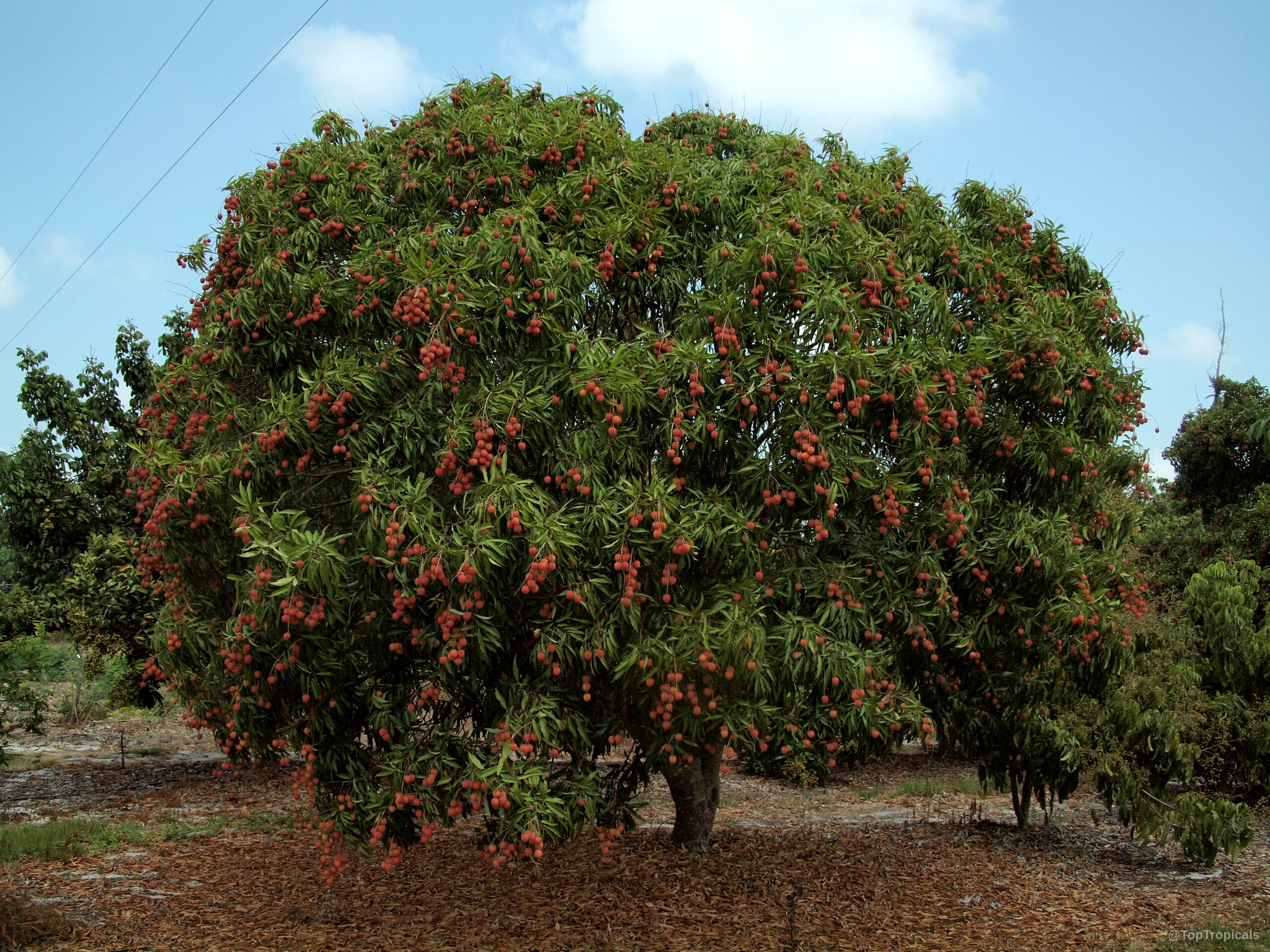 Litchi chinensis (Lychee) tree laden with clusters of round red fruit among dense green foliage Litchi chinensis (Lychee) tree with round red fruit and dense green leaves on branches