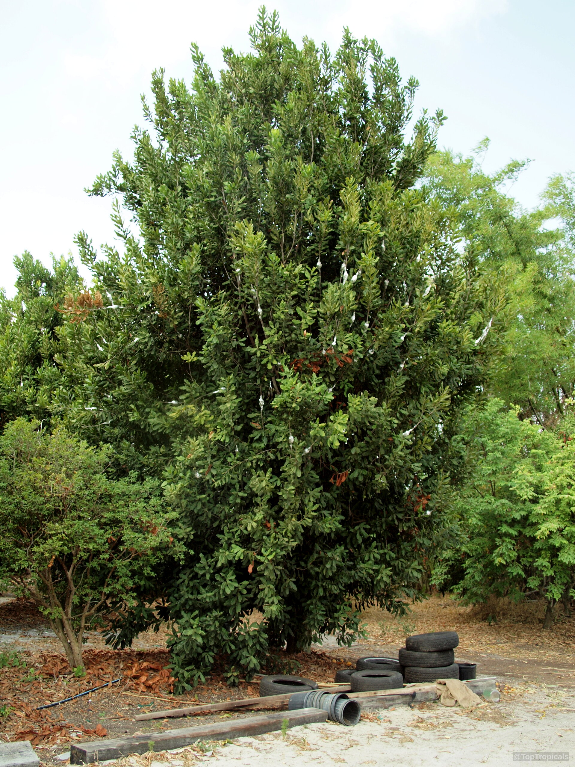 Macadamia sp. (Macadamia nut) tree with dense green foliage and numerous small white developing fruit. Macadamia sp. (Macadamia nut) tree with dense green leaves and small white ripening fruit.