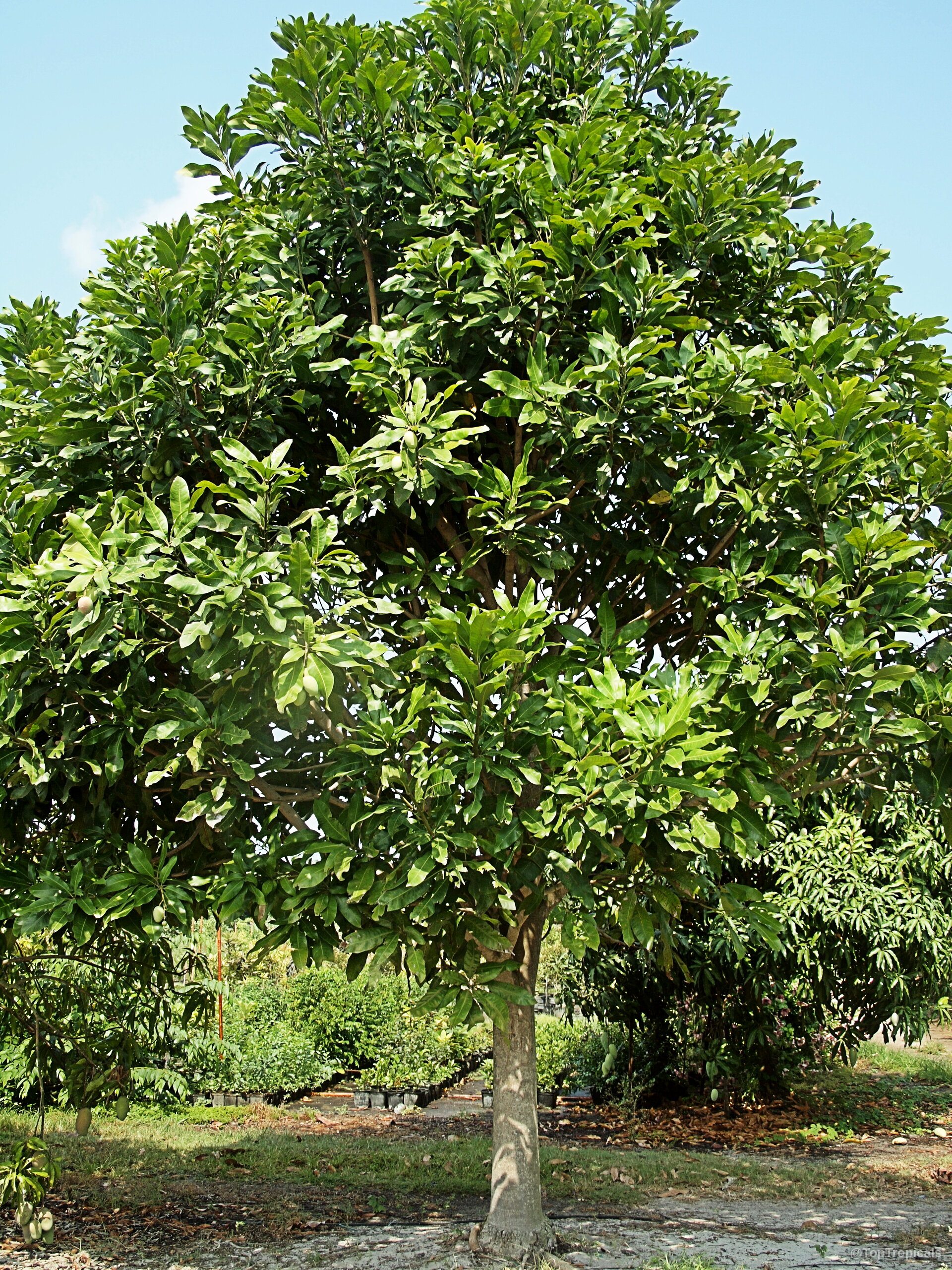 Mangifera casturi (Kalimantan Mango) tree with a thick canopy of lush green foliage in natural light. Mangifera casturi (Kalimantan Mango) tree with dense green leaves, providing a rounded canopy plant structure.