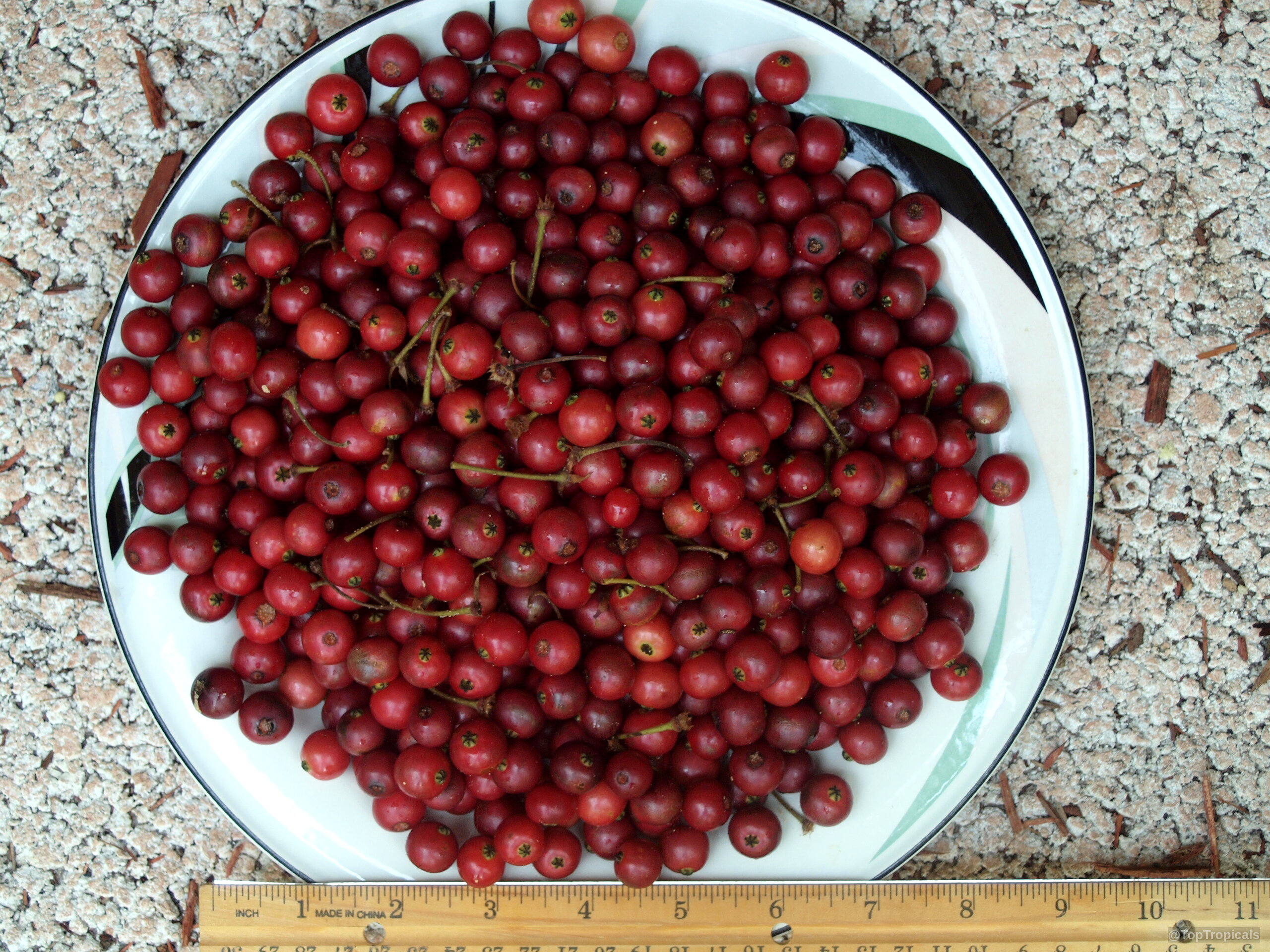 Muntingia calabura (Strawberry tree) fruit pile resting on a plate with measuring tape Muntingia calabura (Strawberry tree) red fruit close up resting on a plate