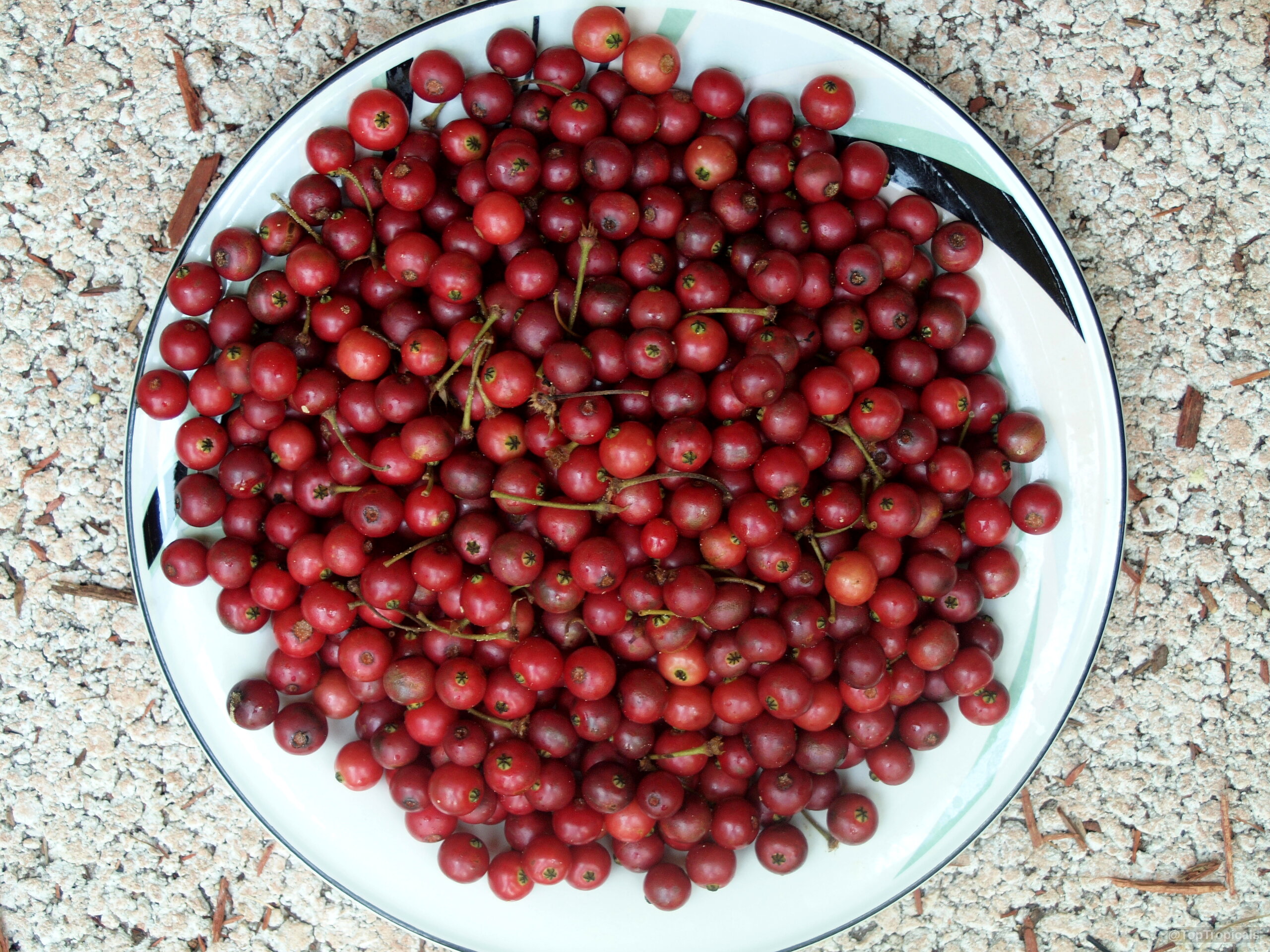 Muntingia calabura (Strawberry tree) red fruit piled together on a plate. Muntingia calabura (Strawberry tree) red fruit on a plate, close up.
