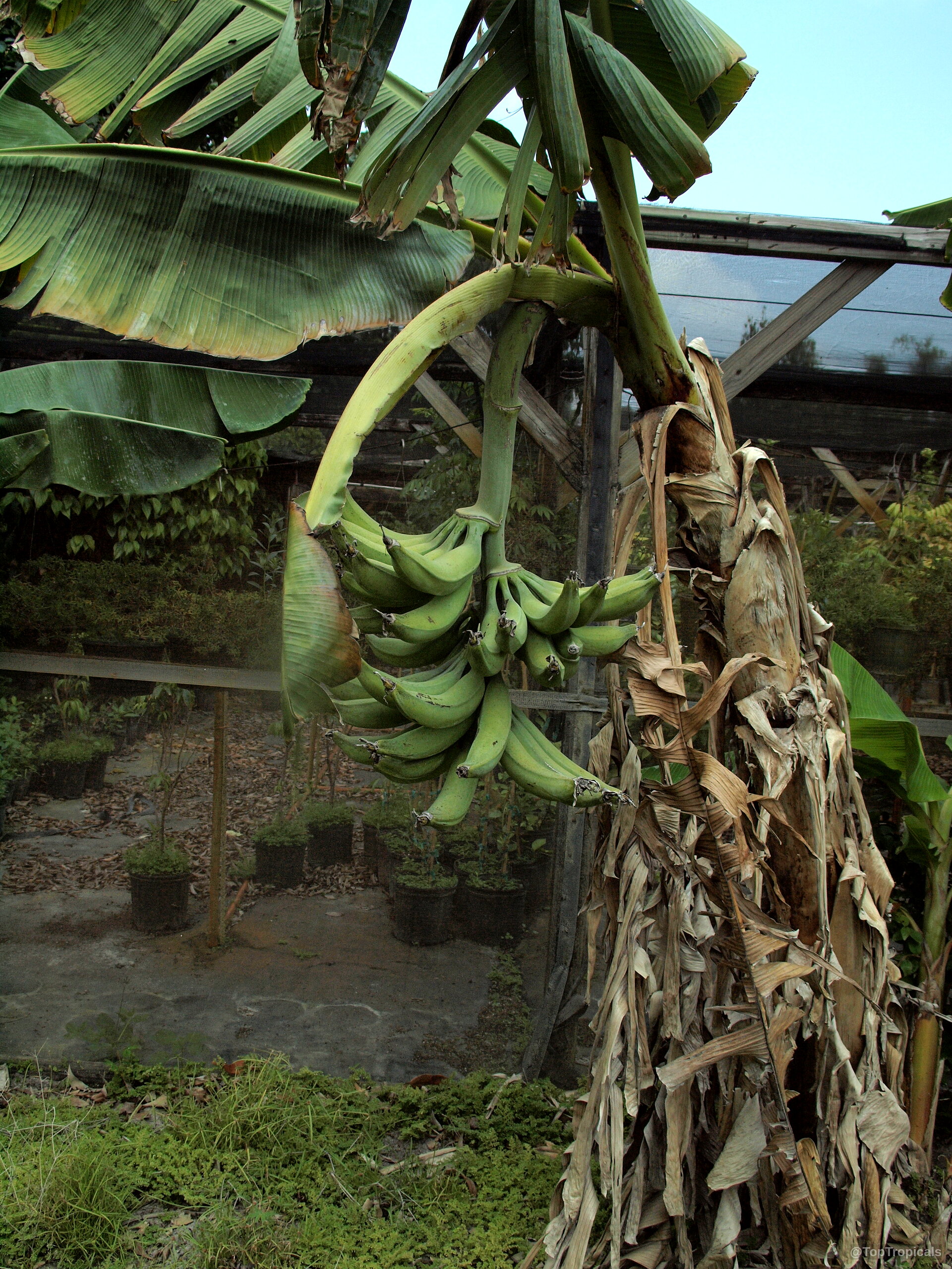 Musa sp. (Banana) hanging green fruit with large leaves overhead in a commercial nursery area Musa sp. (Banana) green fruit hanging from plant stems in a tropical nursery setting