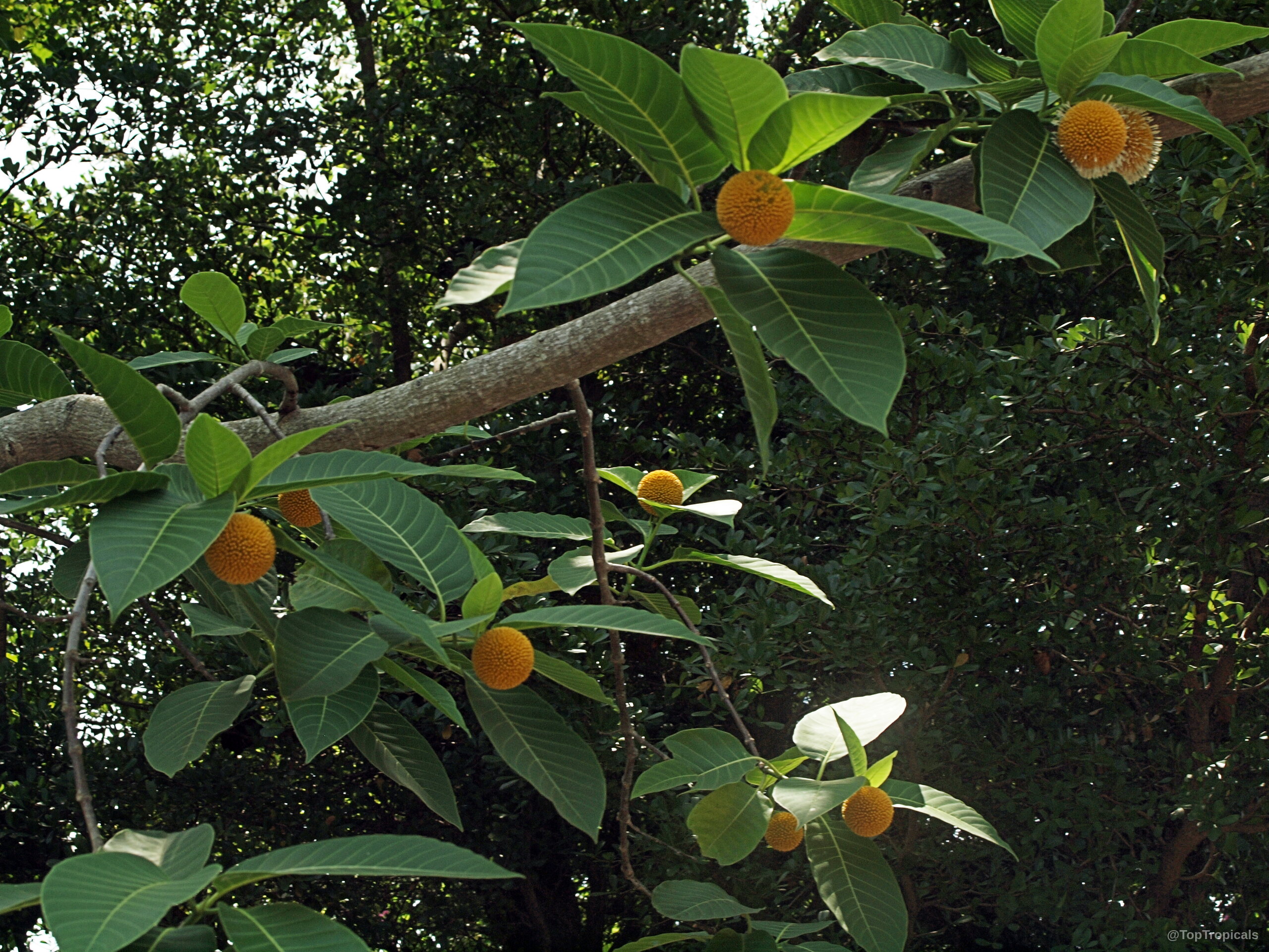 Neolamarckia cadamba (Cadam) with orange round flowers and green leaves on a woody tree branch Neolamarckia cadamba (Cadam) orange round flower and green leaves on tree branch close up