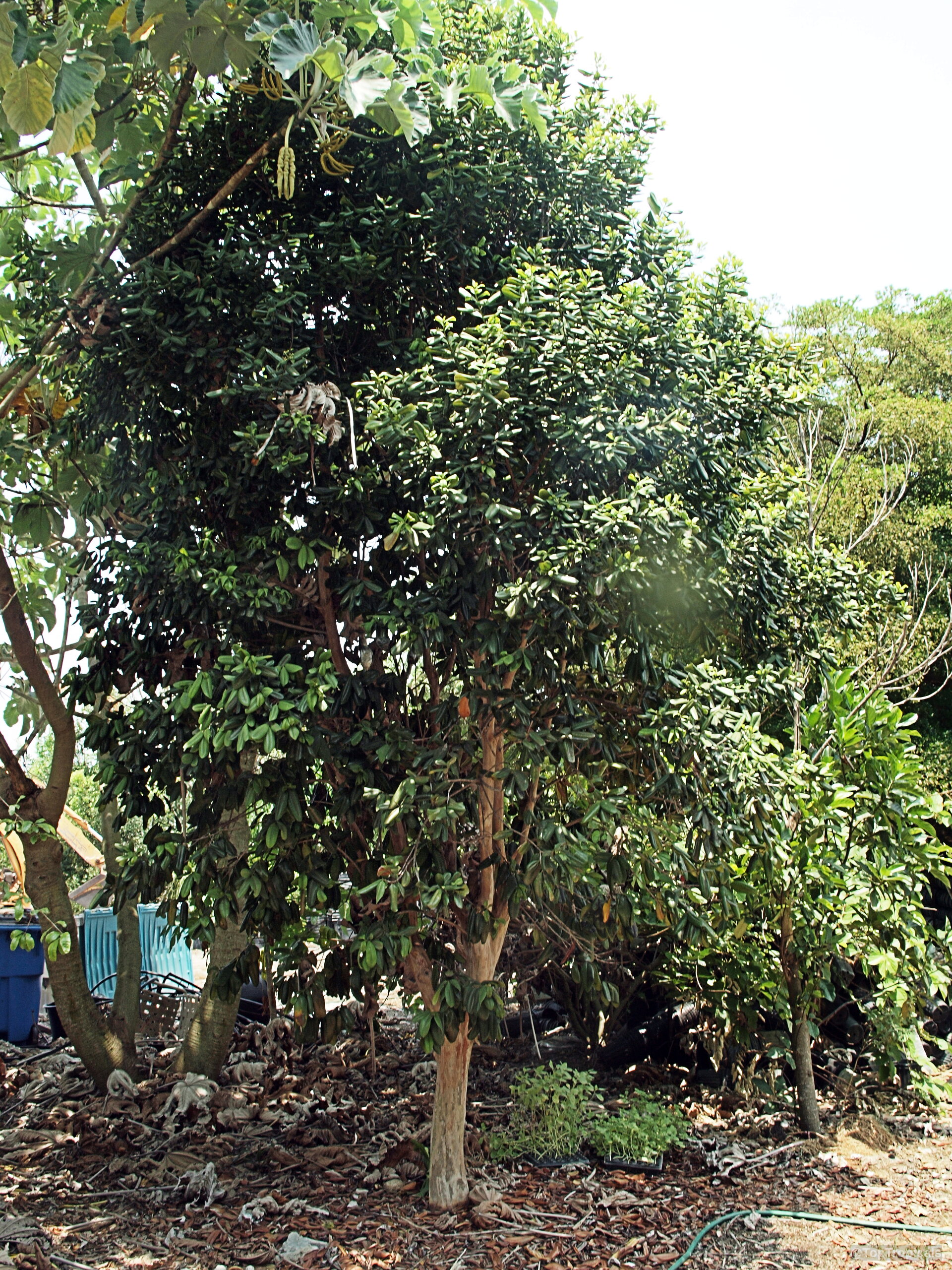 Pimenta racemosa (Bay Rum Tree) growing as a tall specimen with thick foliage and light bark. Pimenta racemosa (Bay Rum Tree) tall tree with dense green leaves and light bark.