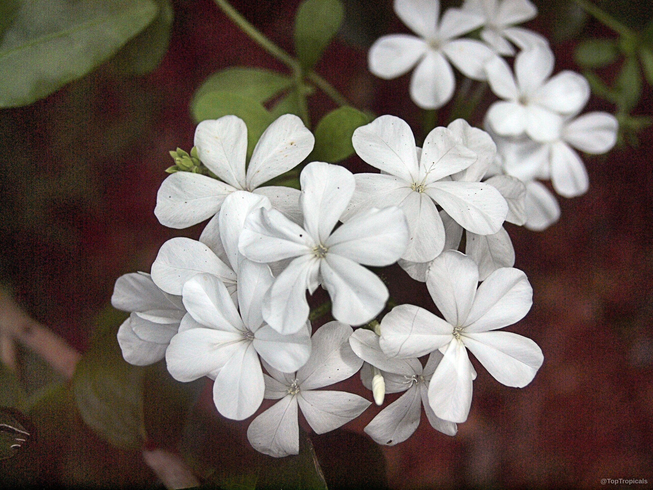 Plumbago auriculata (Cape Plumbago) 'Alba' cluster of small white flower petals with green leaves. Plumbago auriculata (Cape Plumbago) 'Alba' white flower close up on green leaves