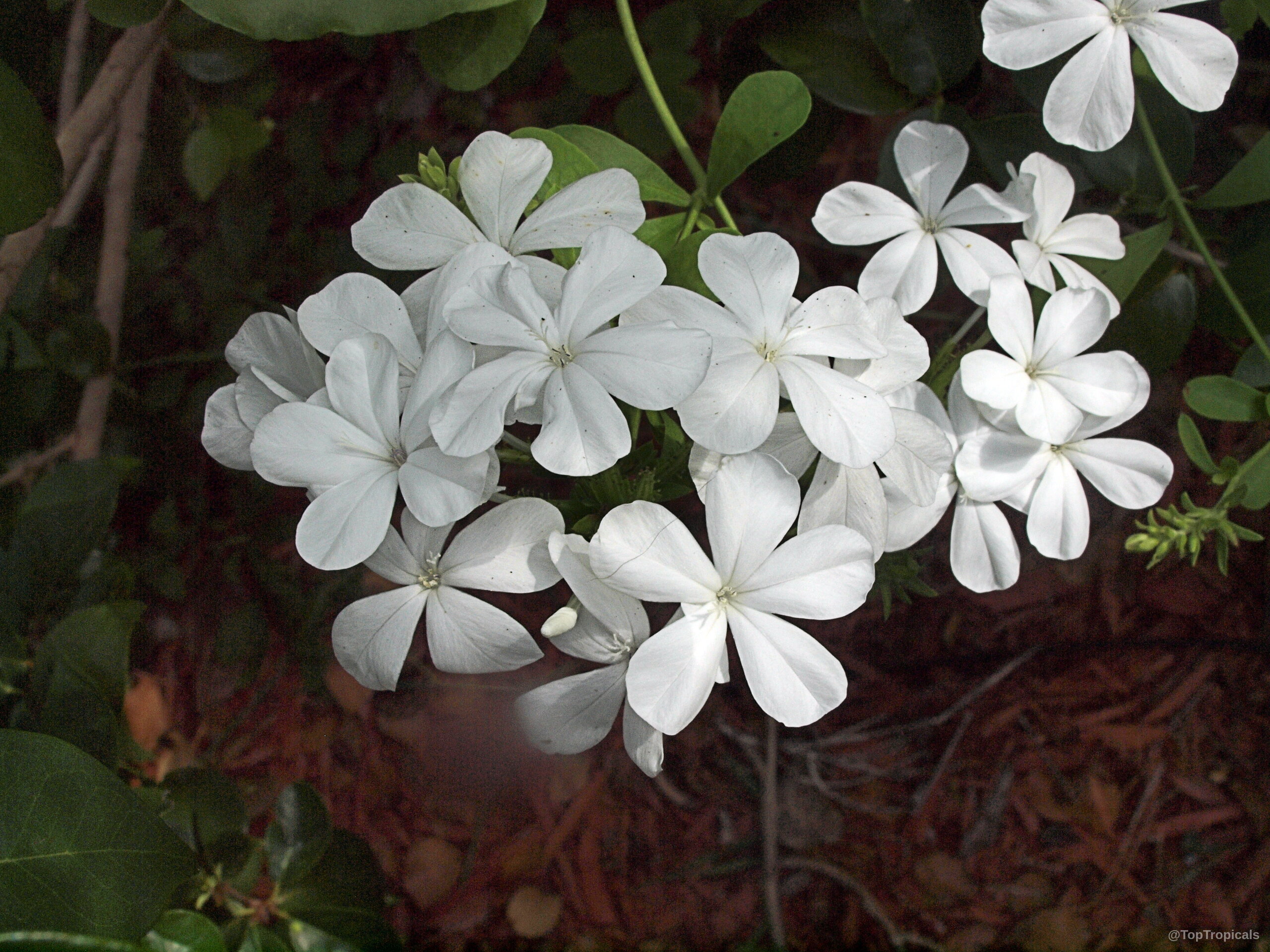 Plumbago auriculata (Cape Plumbago) 'Alba' clusters of white flowers nestled among green foliage Plumbago auriculata (Cape Plumbago) 'Alba' white flower cluster close up