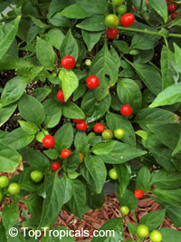 Capsicum frutescens, Wiri Wiri Pepper

Click to see full-size image