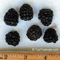 Rubus hybrid, Brazos Blackberry, Black Raspberry

Click to see full-size image