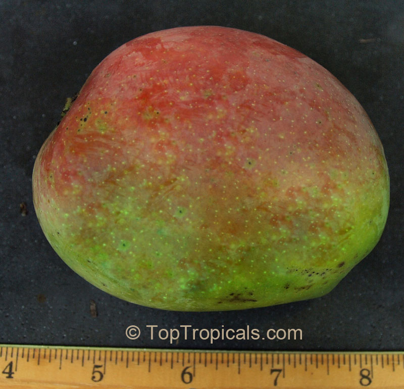 Mango tree Juliette, Large size, Grafted (Mangifera indica)