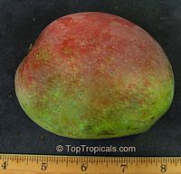 Mangifera indica - Juliette Mango, Grafted Mangifera indica - Juliette Mango, Grafted