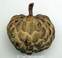 Annona squamosa, Sugar Apple, Custard Apple, Sweetsop-Anon, Sweetsop, Atis, Sitafal, Seetha Payam, Araticum, Sharifa