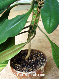 Euphorbia leuconeura, Madagascar Jewel

Click to see full-size image
