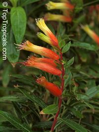 Cuphea melvilla, Cuphea micropetala, Candy Corn Plant

Click to see full-size image