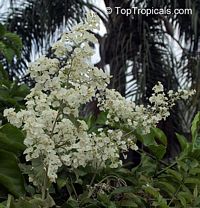 Poranopsis paniculata, Porana paniculata, Christmas Vine, Bridal Bouquet, Snow Creeper

Click to see full-size image