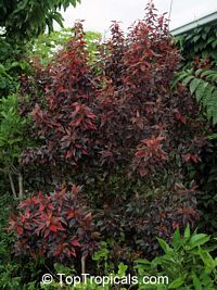 Acalypha Inferno, Flame Copper leaf

Click to see full-size image