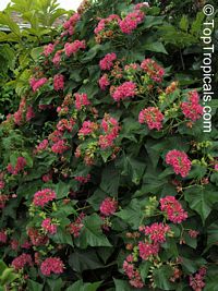 Dombeya x seminole, Tropical Rose Hydrangea

Click to see full-size image