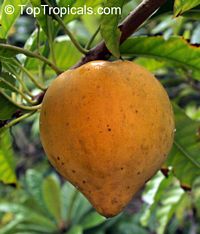 Canistel Sapote tree Bahamas Trompo, Pouteria campechiana, Grafted 

Click to see full-size image