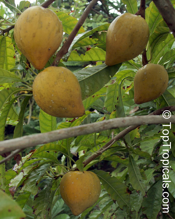 Pouteria campechiana - Canistel branches with fruit